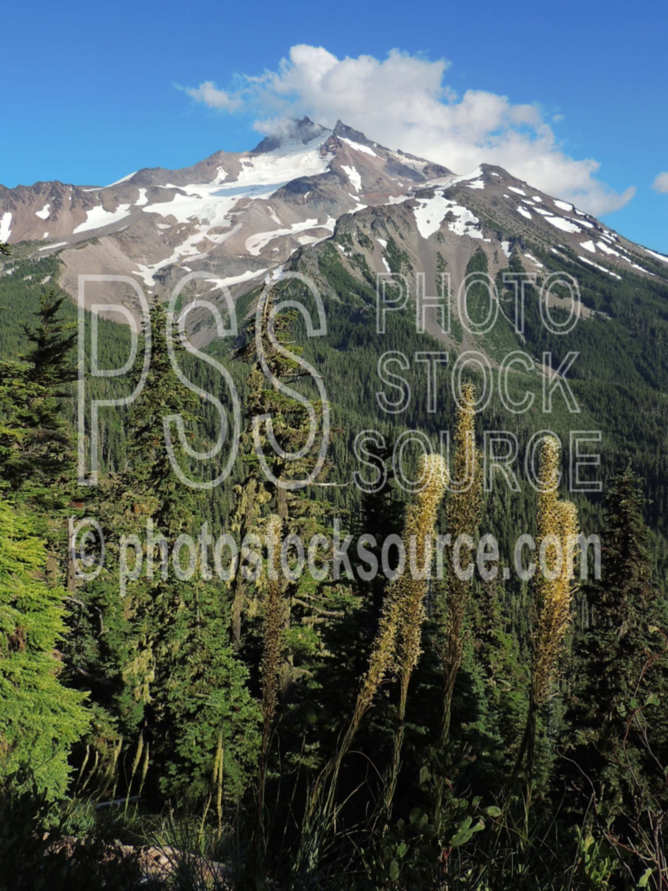 Mt Jefferson Beargrass,hiking,mountain,wilderness,beargrass,xerophyllum tenax,wildflowers,sunset