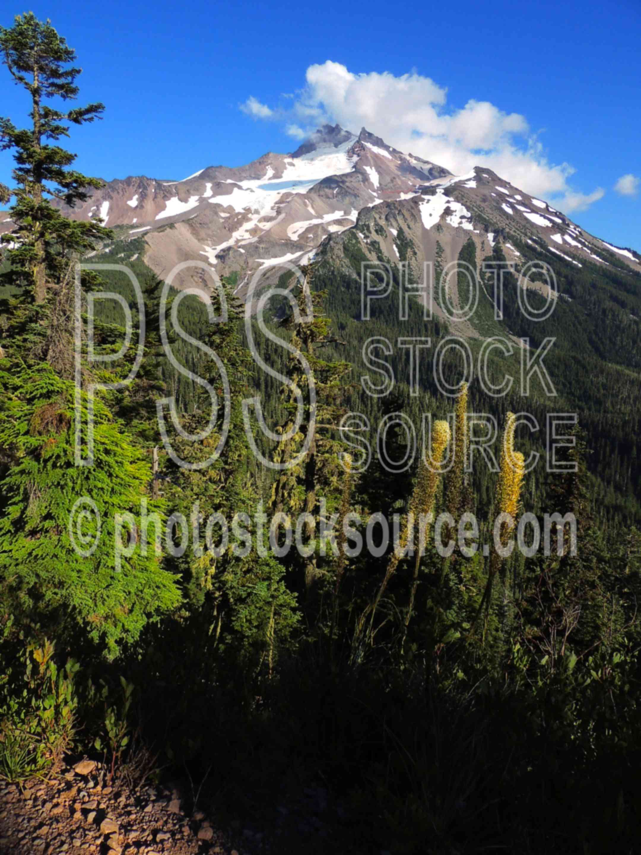 Mt Jefferson Beargrass,hiking,mountain,wilderness,beargrass,xerophyllum tenax,wildflowers,sunset