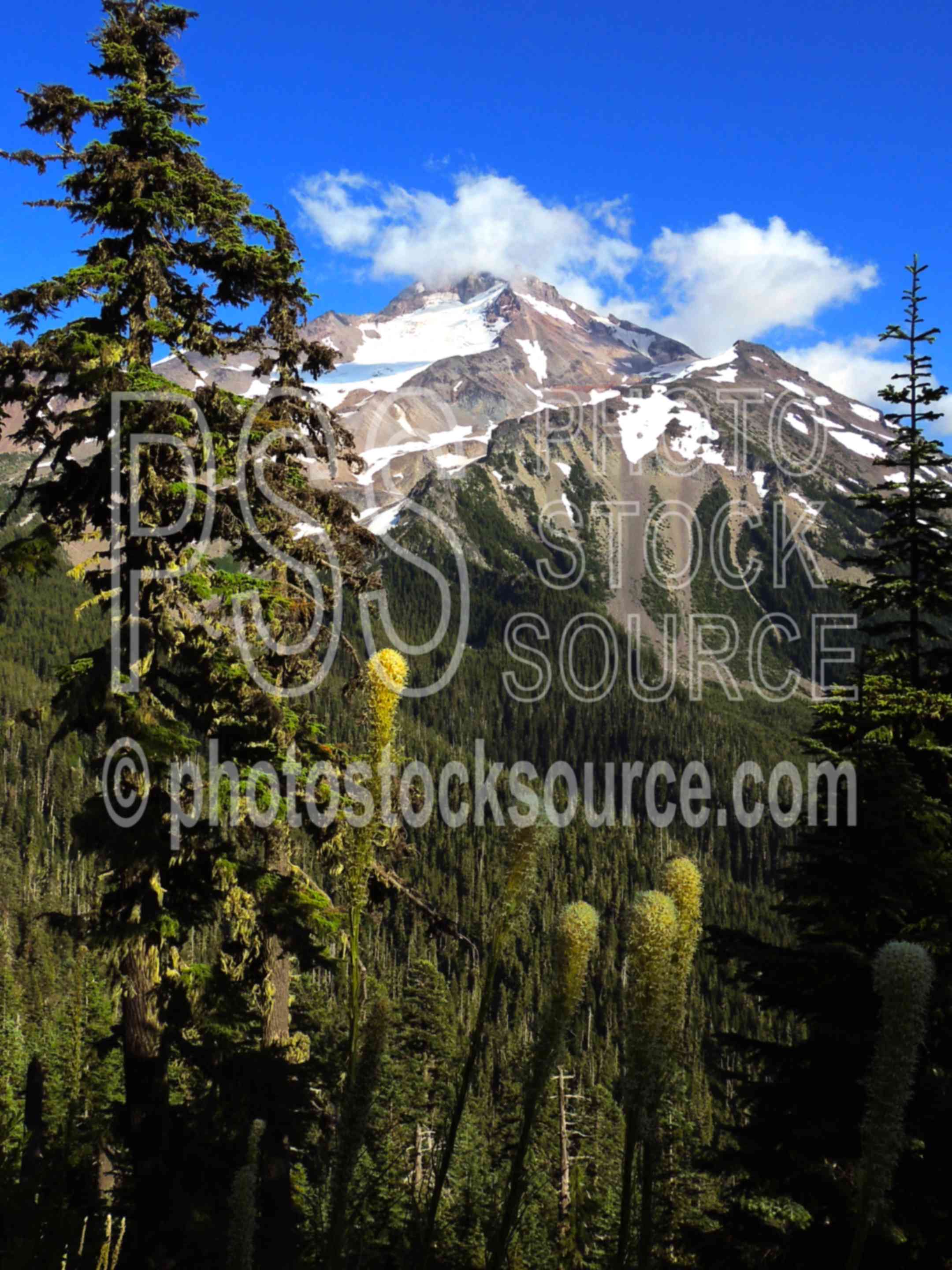 Mt Jefferson Beargrass,hiking,mountain,wilderness,beargrass,xerophyllum tenax,wildflowers,sunset