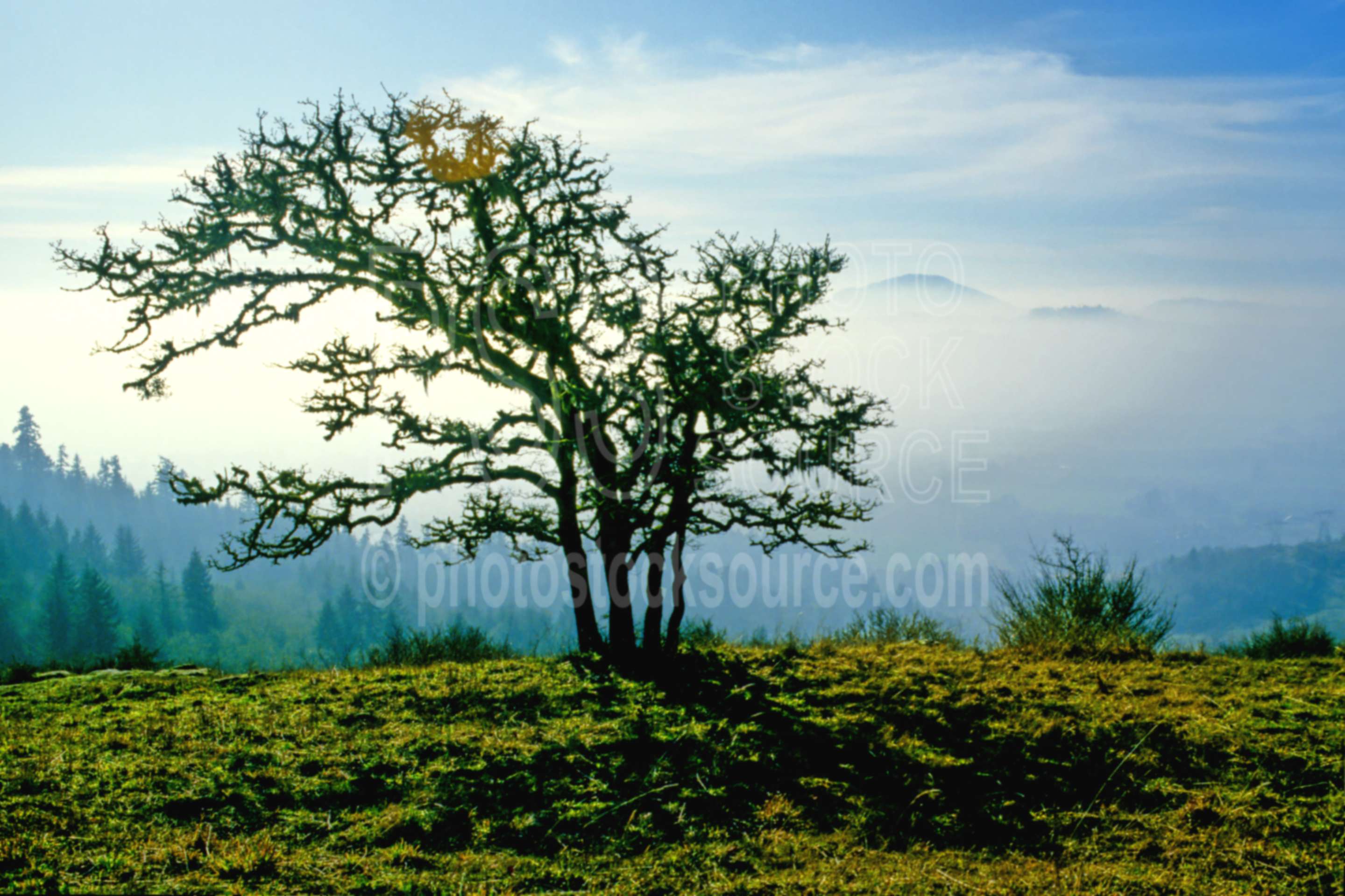 Mt. Pisgah White Oak Tree,oak tree,oaks,mt. pisgah,mount,quercus garryana