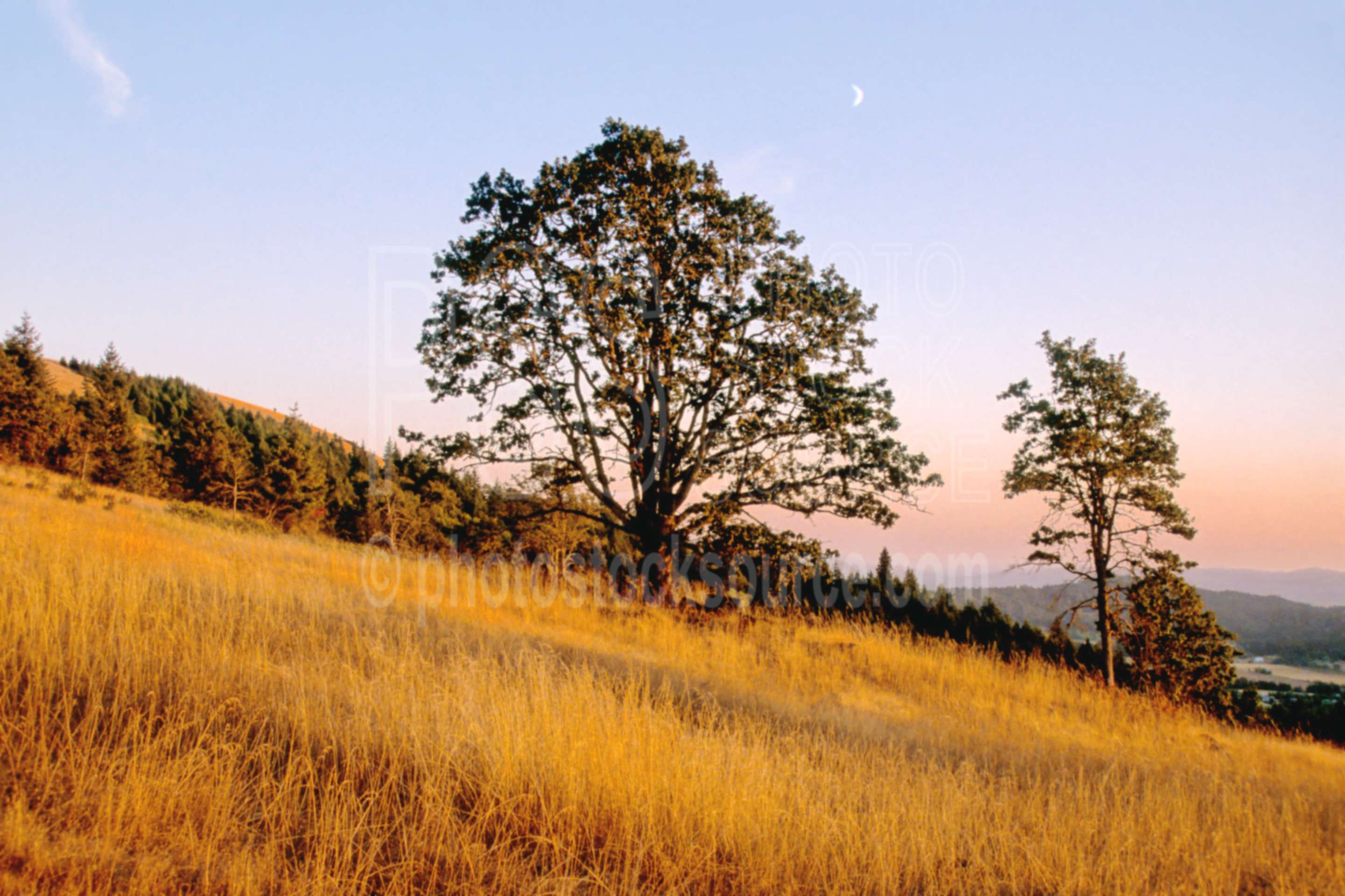 White Oak Tree,oaks,tree,moon,quercus garryana