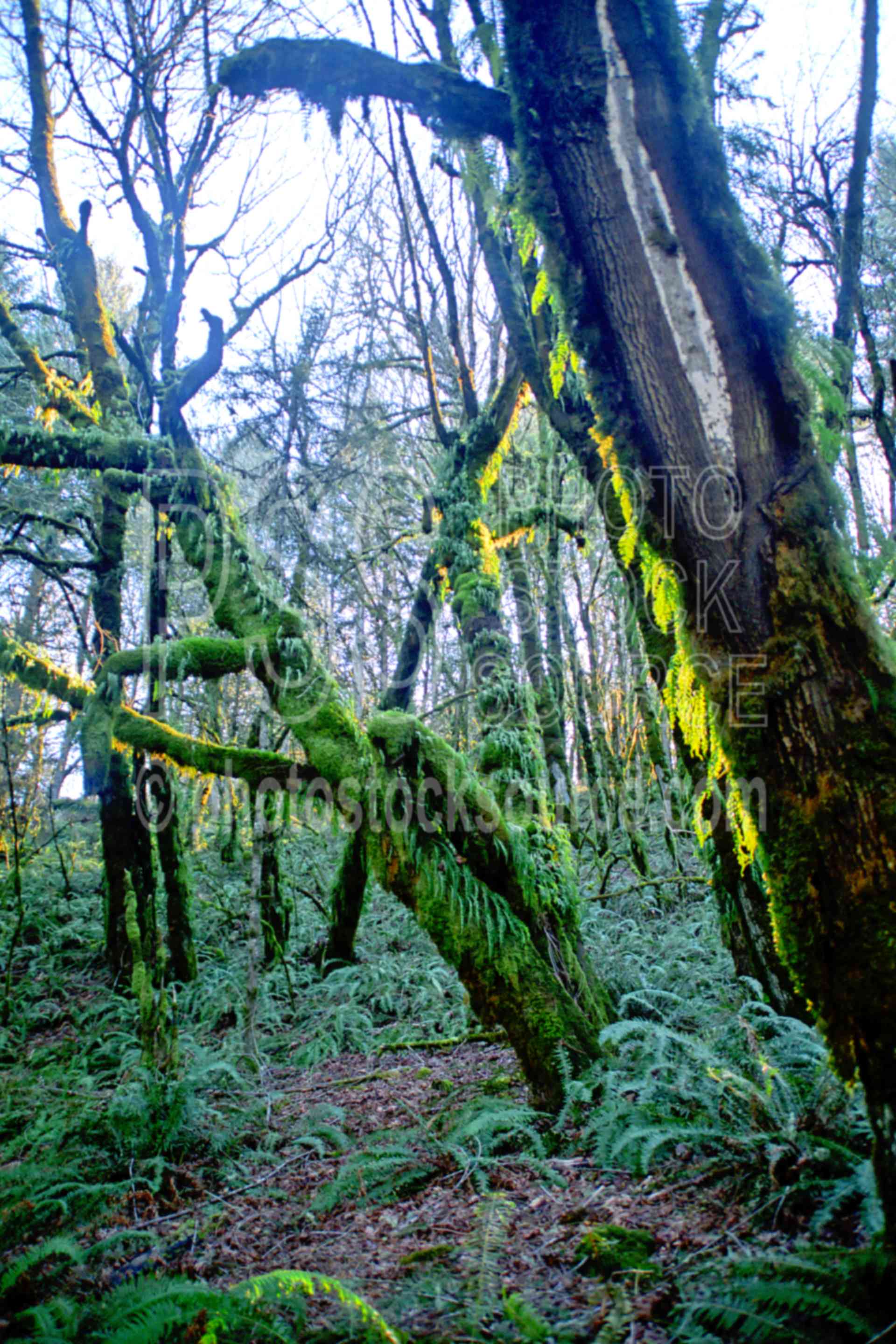 Fern Forest,oak,tree,oak tree,fern,sword fern,forest,oregon forests