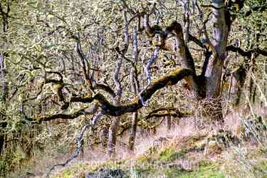 Oregon Forests gallery