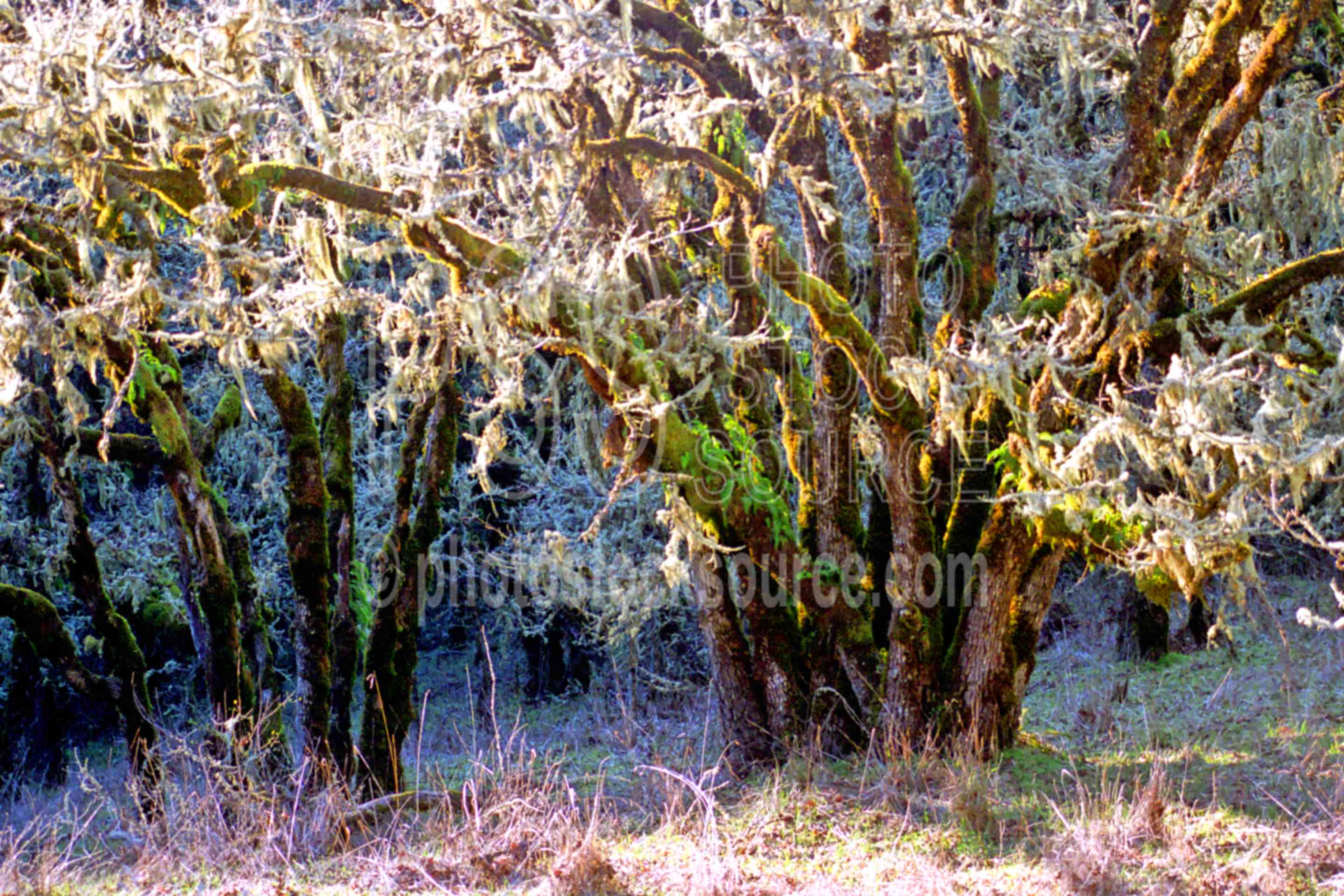 White Oak Tree Moss,oak,tree,oak tree,moss,oregon forests,white oak,quercus garryana,garry oak
