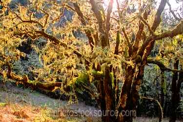 Oregon Forests gallery