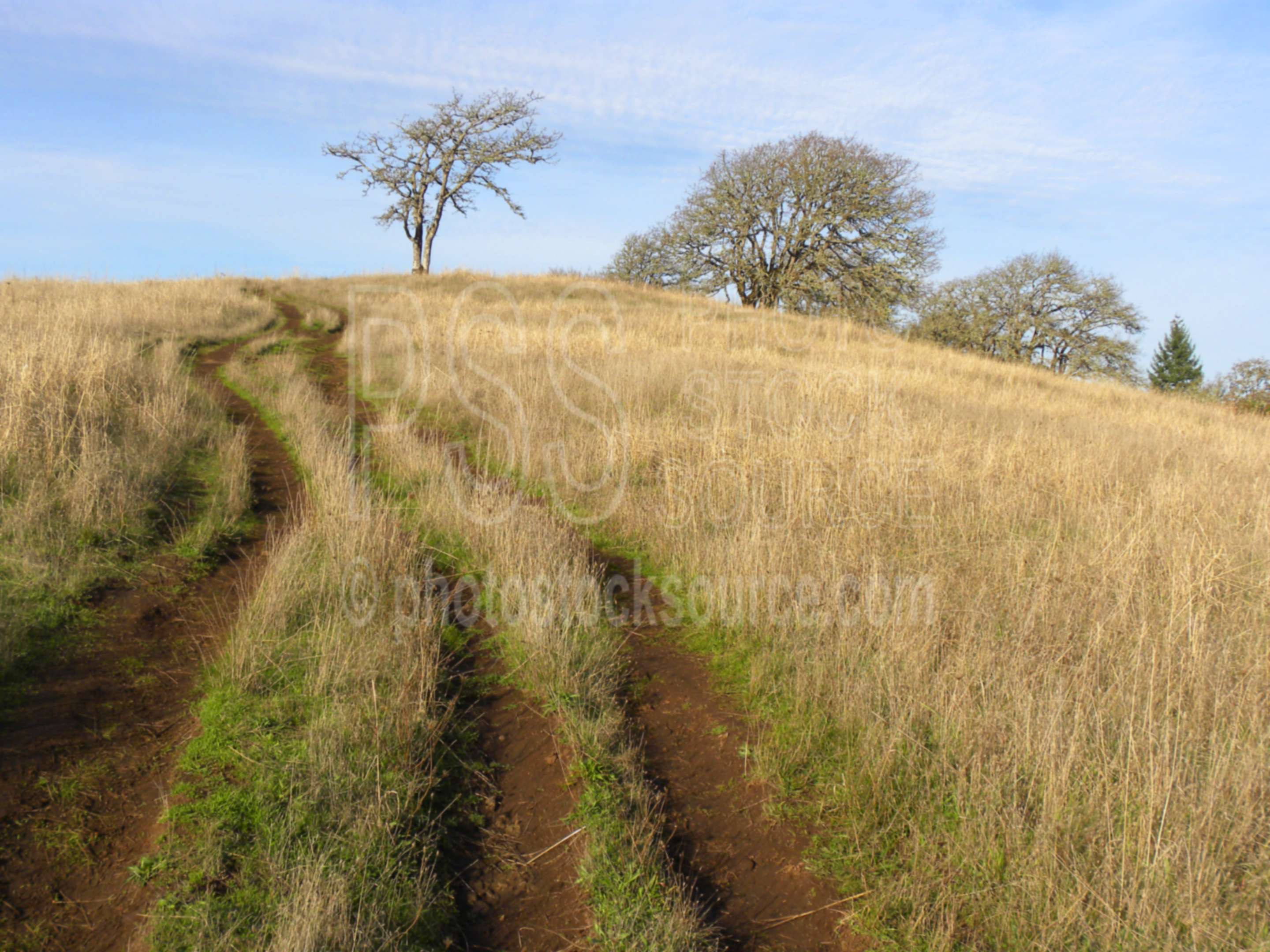 Mt. Pisgah Afternoon Grass,grass,golden,afternoon,sunset,road,oak,trail,quercus garryana,garry oak