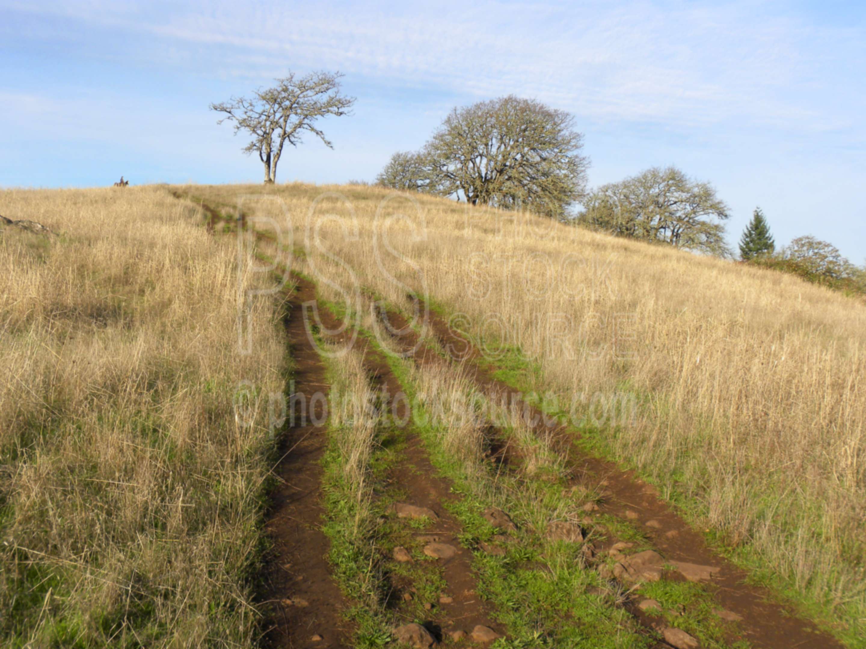 Mt. Pisgah Afternoon Grass,grass,golden,afternoon,sunset,road,oak,trail,horse,quercus garryana