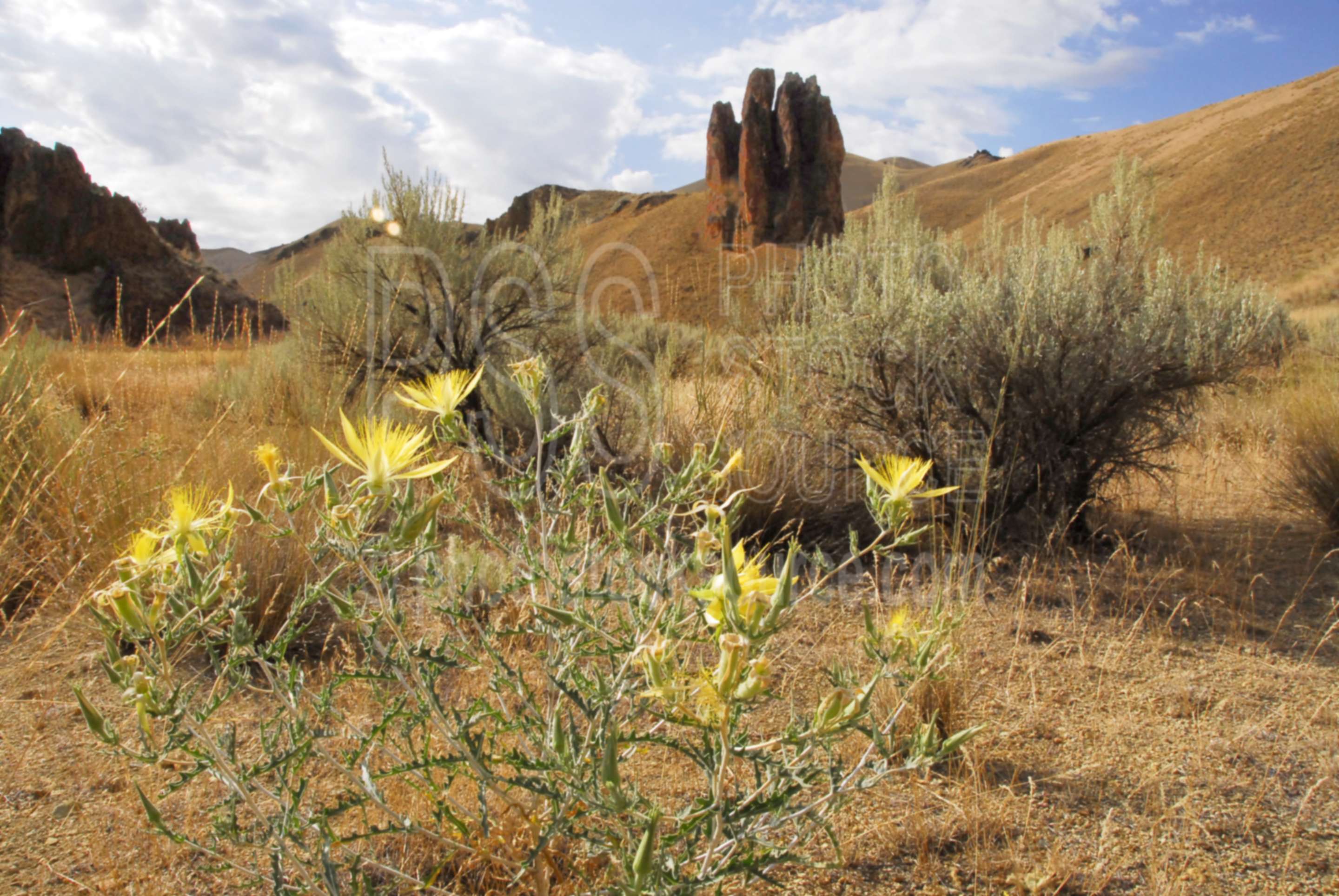 Packards Blazing Star Flowers,desert,gulch,valley,gorge,rocks,formations,river,owyhee,flowers,mentzelia laevicaulis,packards blazing star,rare,yellow