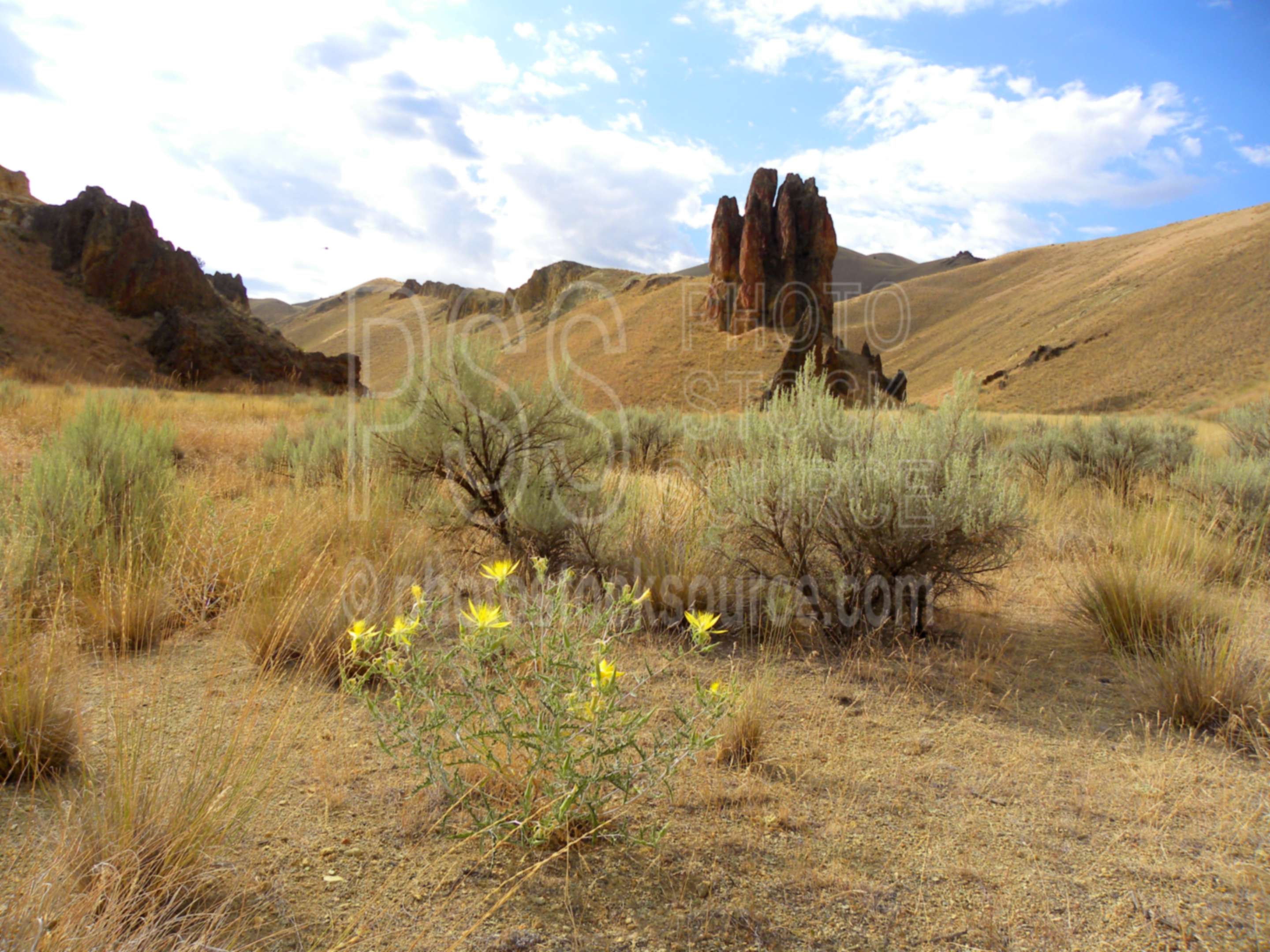 Packards Blazing Star Flowers,desert,gulch,valley,gorge,rocks,formations,river,owyhee,flowers,mentzelia packardiae,packards blazing star,rare,yellow