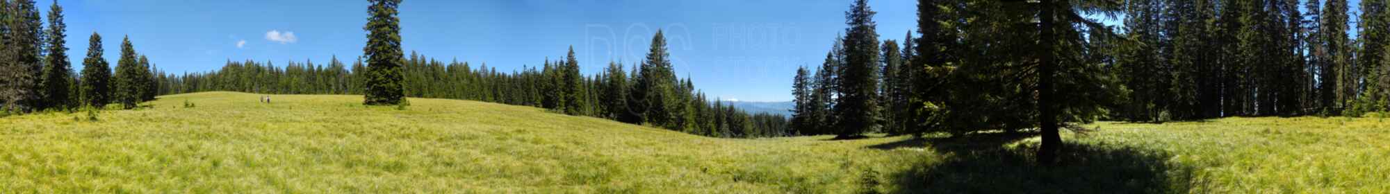 Sourgrass Mountain Meadow