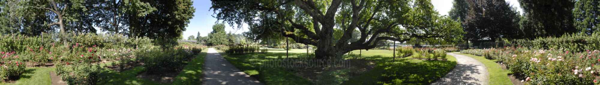 Owen Rose Garden