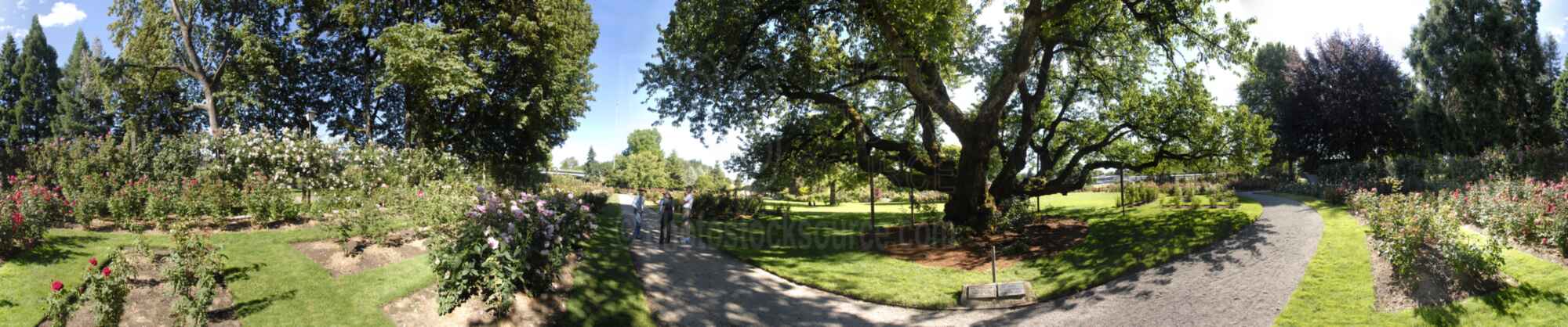 Rose Garden Cherry Tree