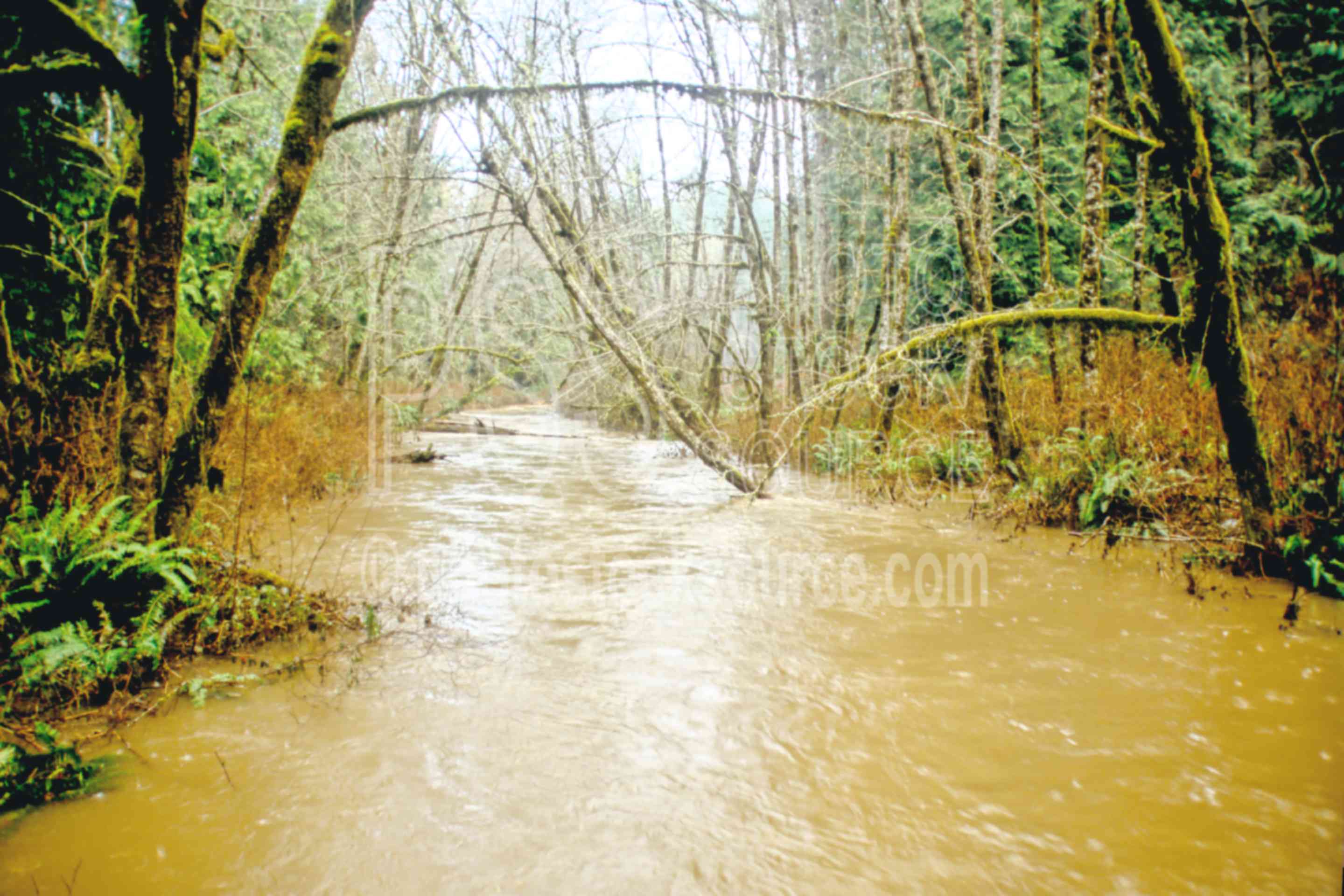 Chickahominy Creek,flood,creek,muddy