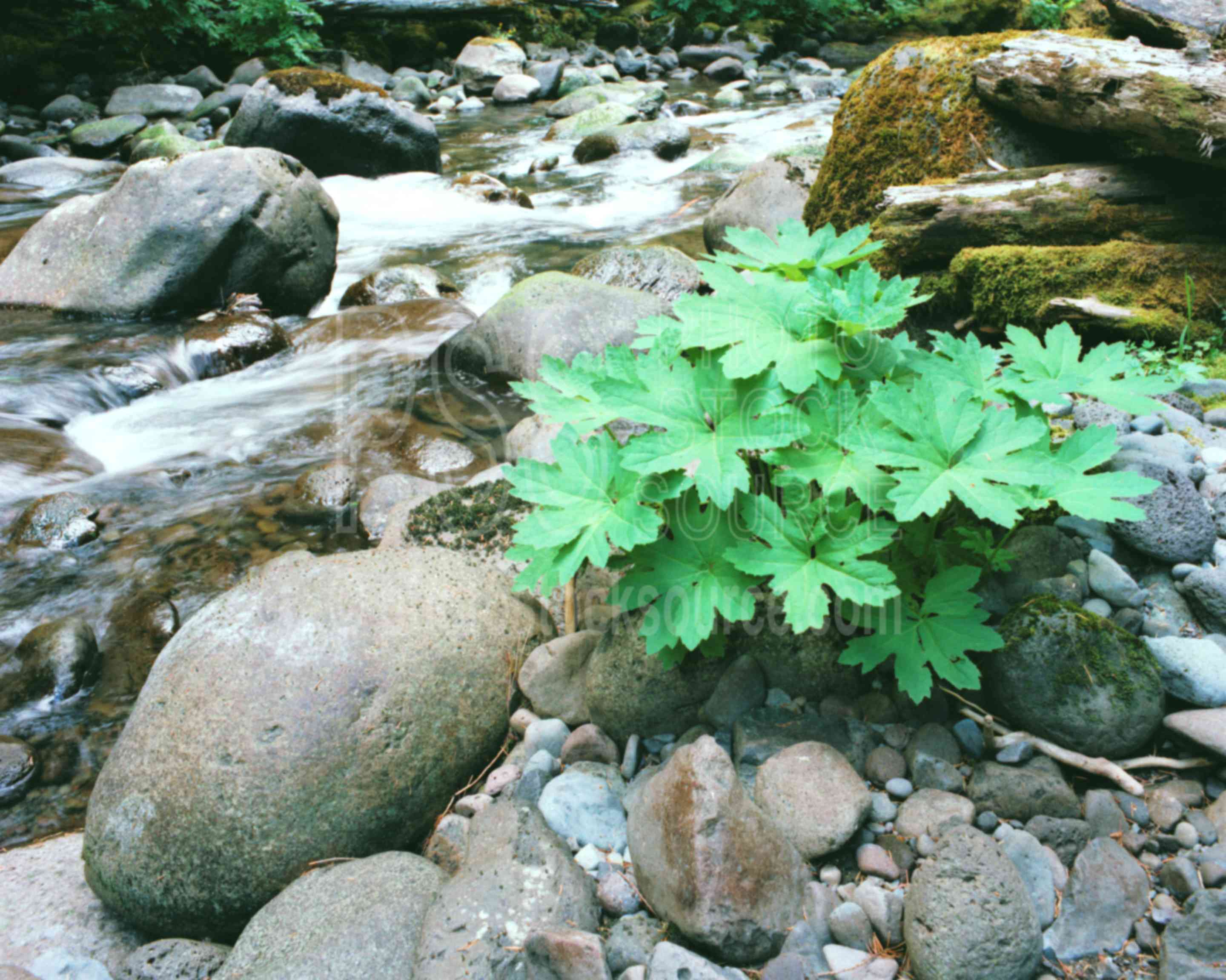 Rushing Water,creek,plant,stream,usas,plants