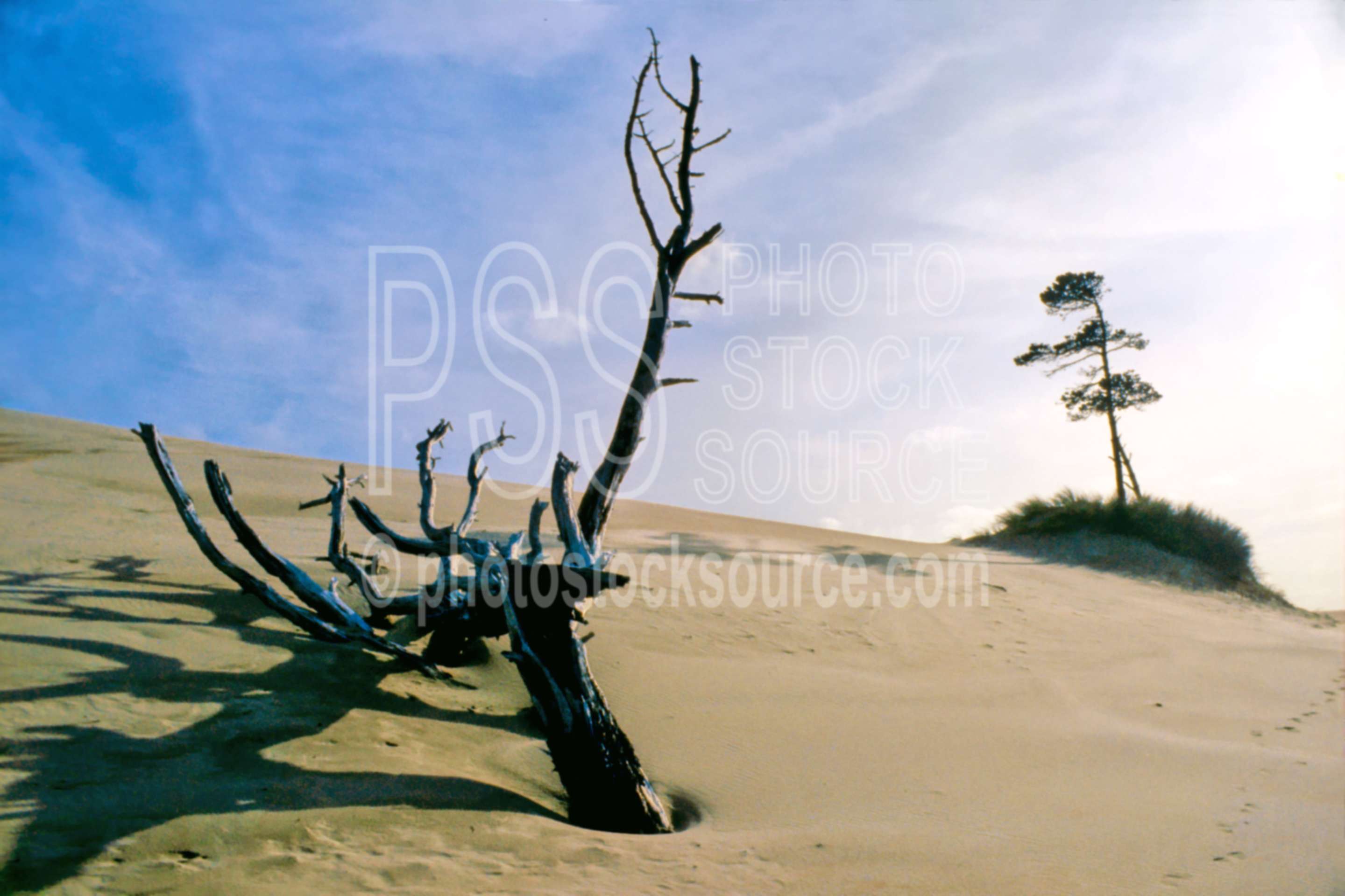 Sand Dune Island,dune,sand,sand dune,tree,usas,nature,seascapes,coast
