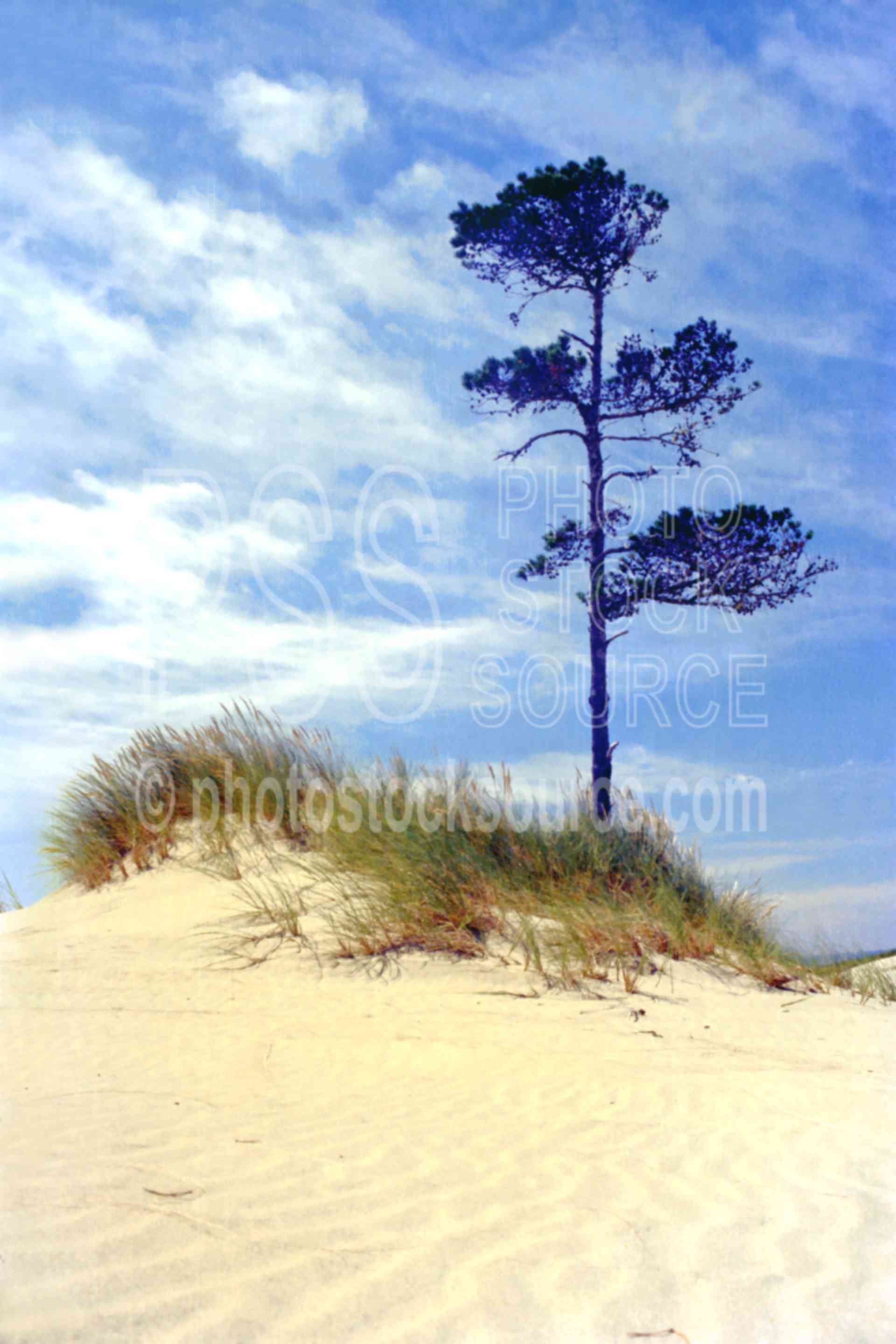 Dune Island,dune,sand,sand dune,usas,nature,seascapes,coast