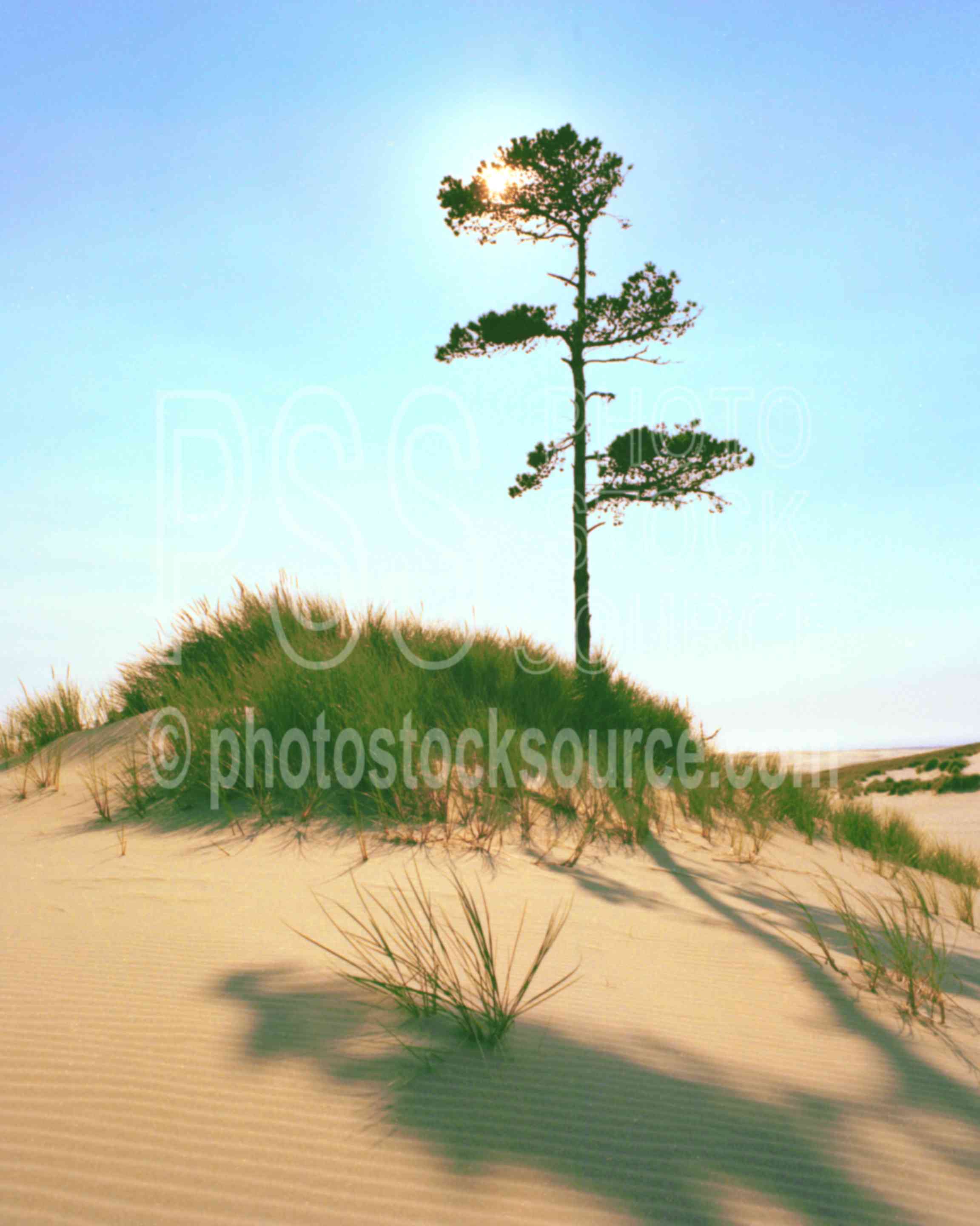 Sand Dune Pine,dune,grass,pine,sand,sand dune,suns,tree,usas,nature,seascapes,coast