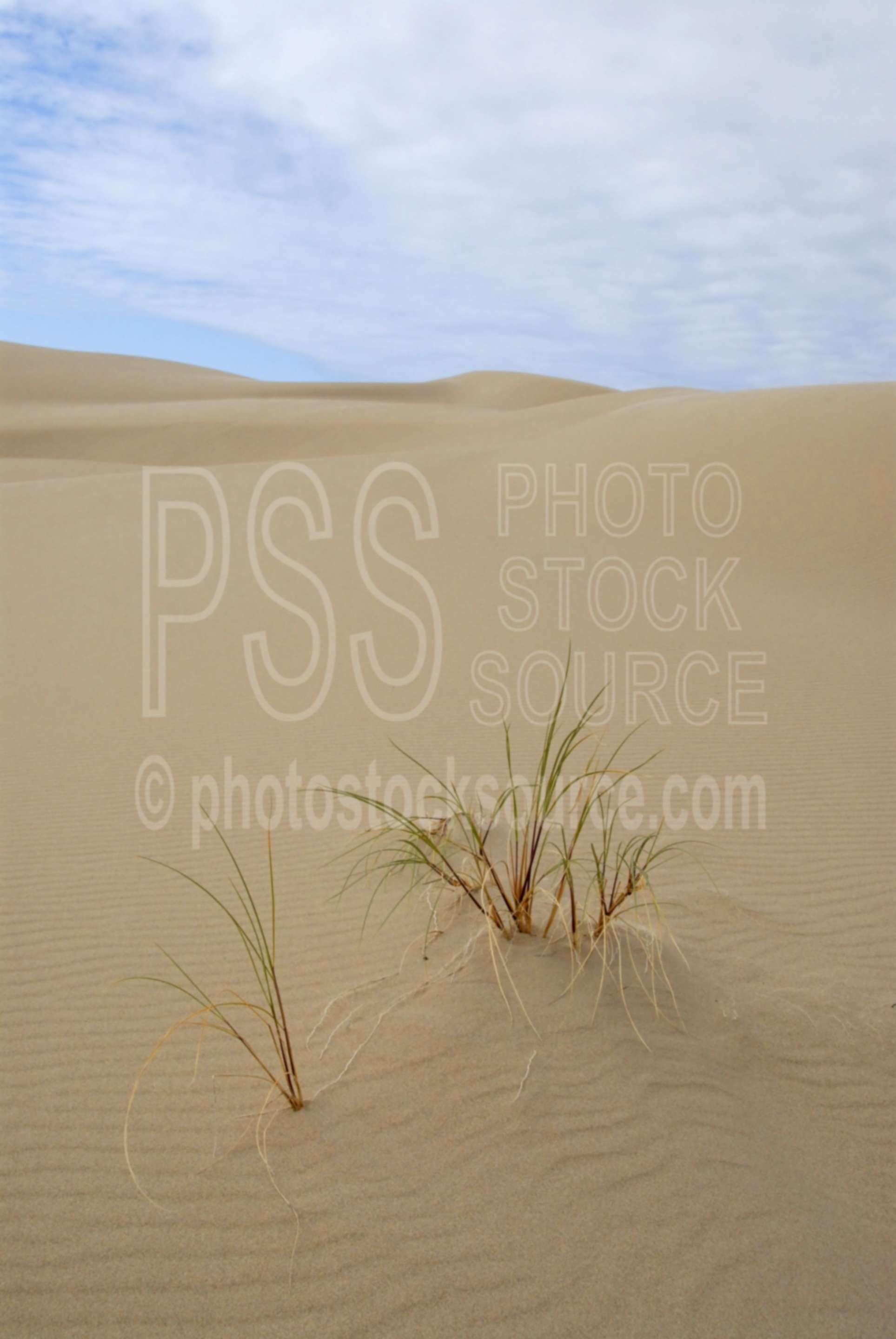 Dune Grass,sand,dune,dunes,grass,plant,nature,plants