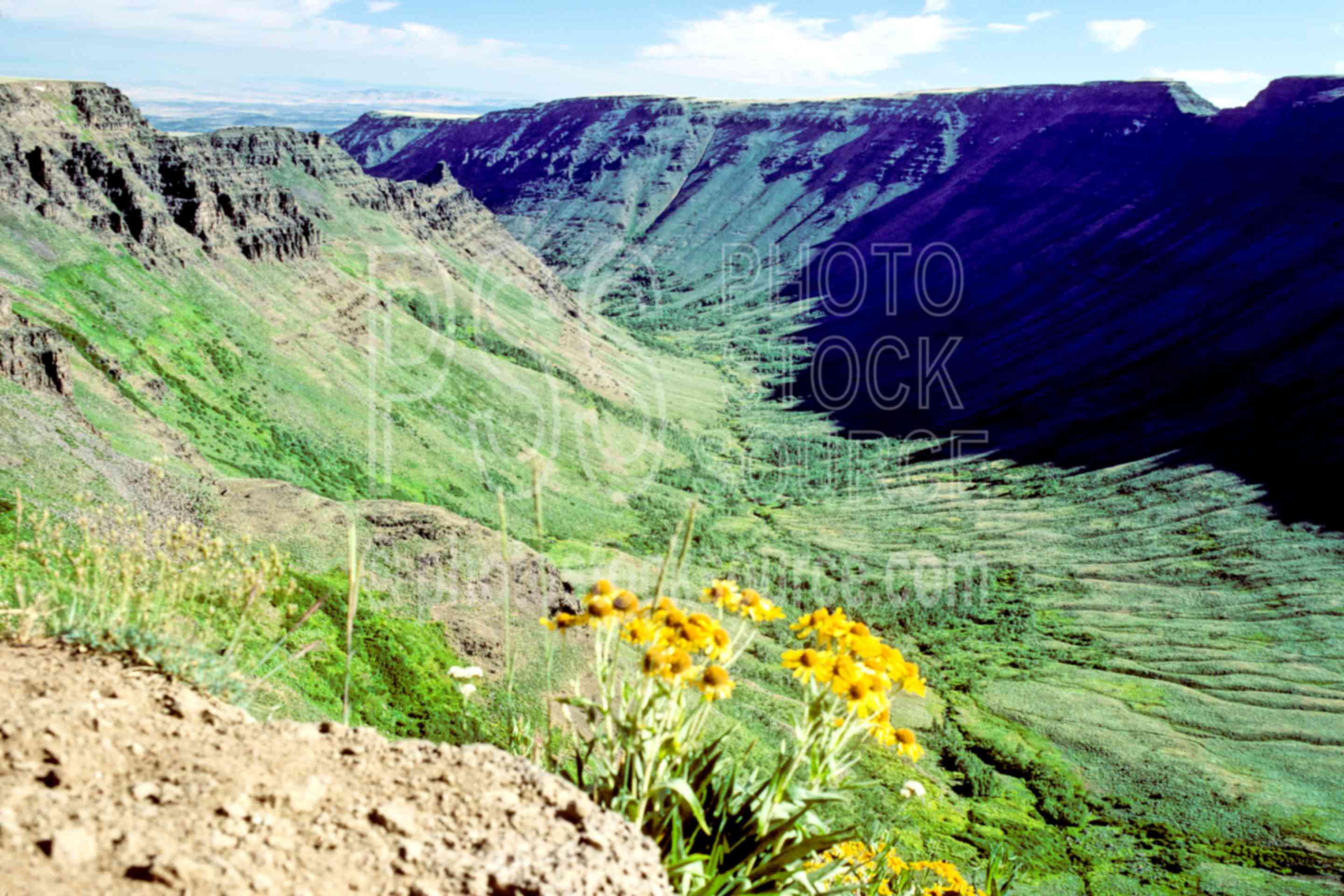 Kiger Gorge,flower,gorge,steens mt.,plant,usas,plants