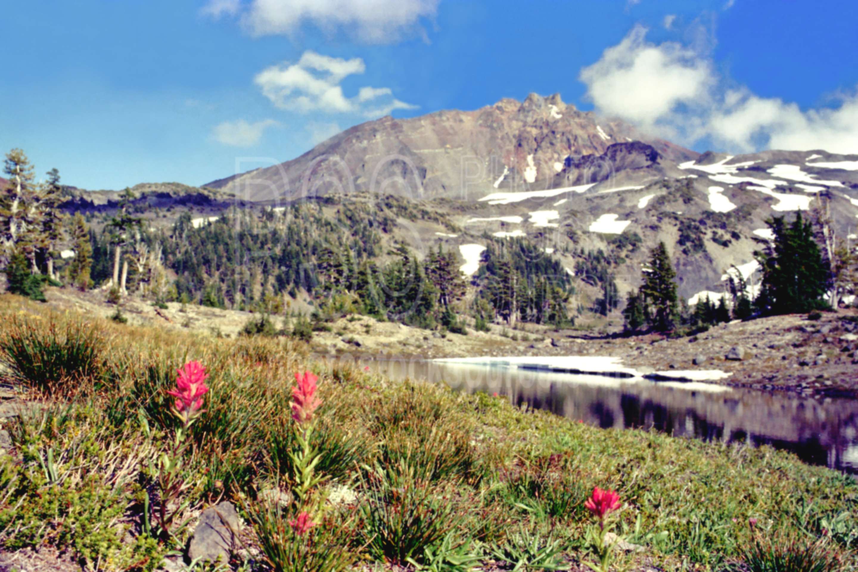 North Sister,arrowhead lake,flower,indian paintbrush,lake,paintbrush,plant,usas,lakes rivers,mountains,plants