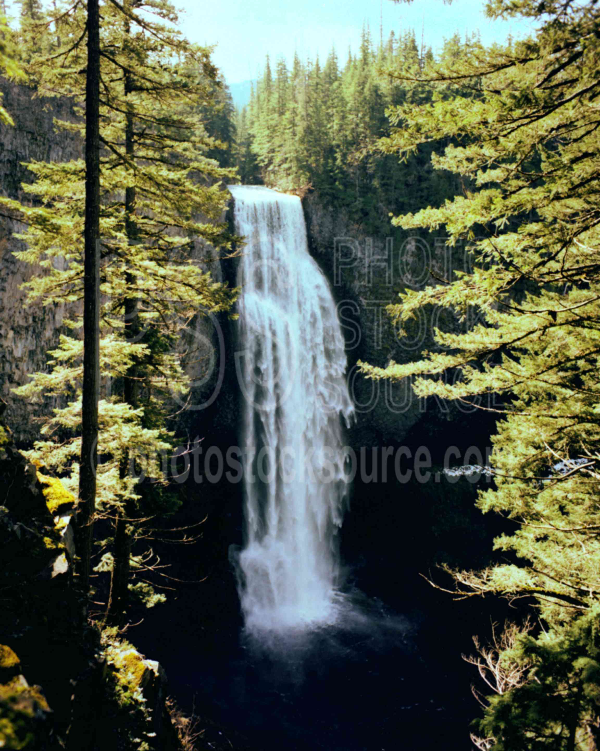 Salt Creek Falls,tree,water,usas,nature,waterfalls