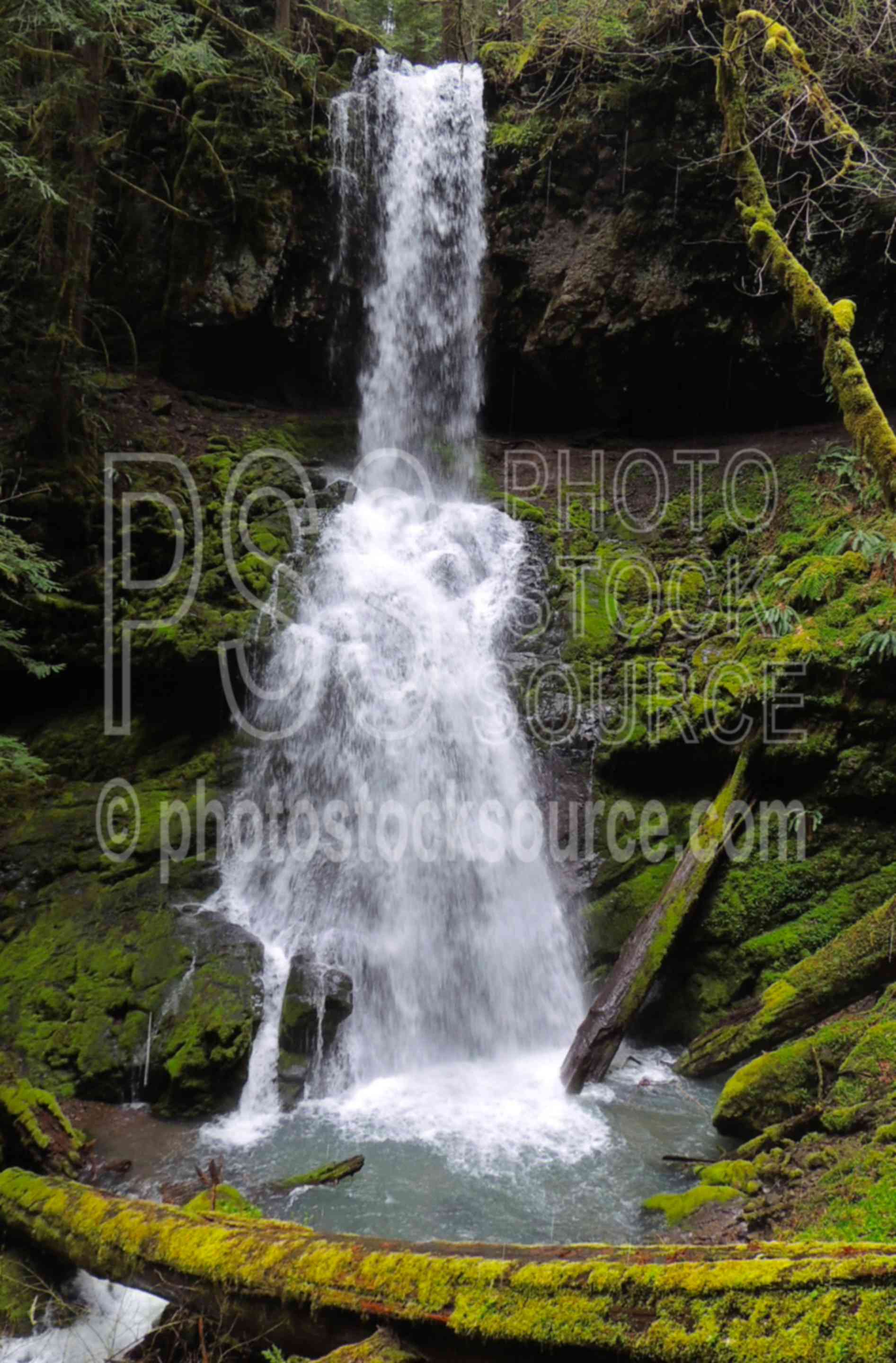 Upper Trestle Creek Falls,waterfall,water,forest,moss,ferns,lush,green,moist