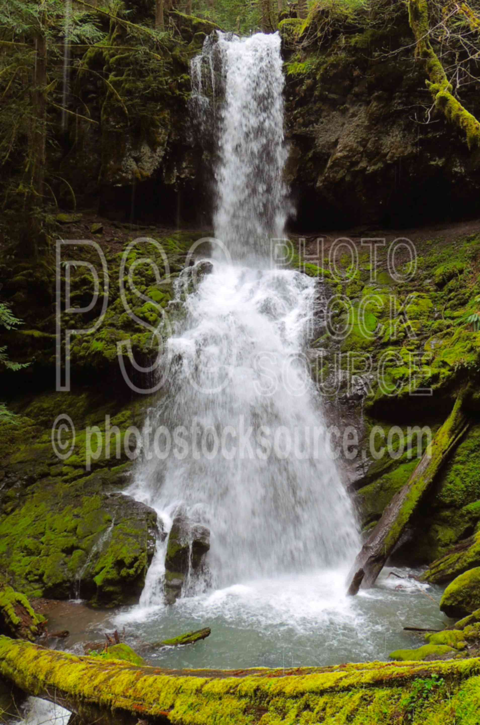 Upper Trestle Creek Falls,waterfall,water,forest,moss,ferns,lush,green,moist