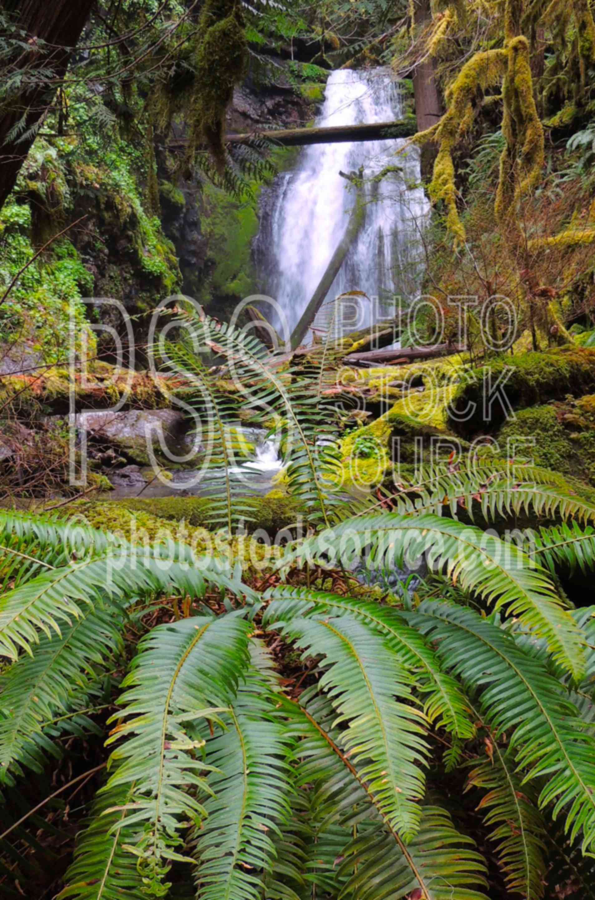 Trestle Creek Falls,waterfall,water,forest,moss,ferns,lush,green,moist,sword fern,polystichum munitum