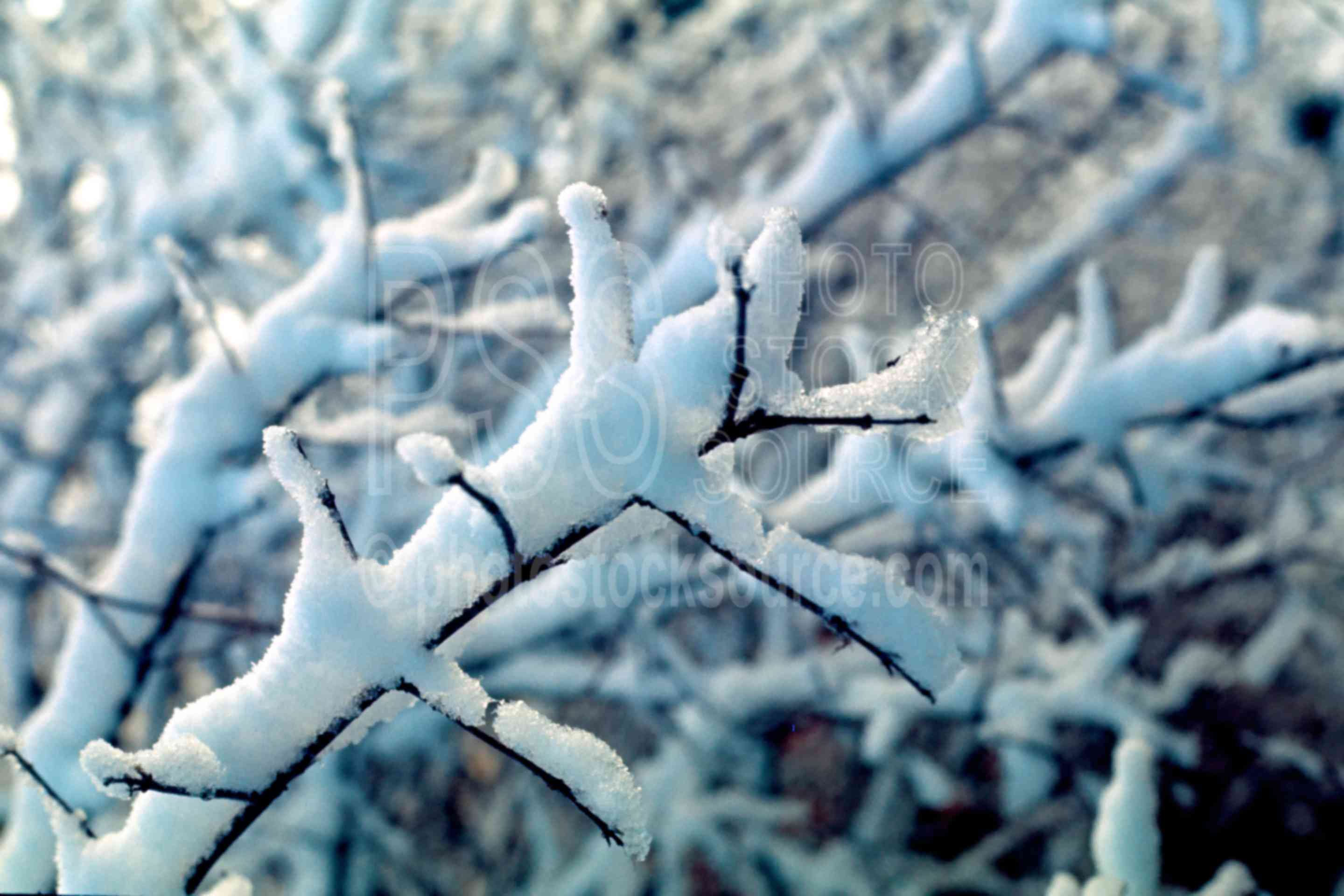 Snow on Branches,snow,tree branch,winter,season,usas