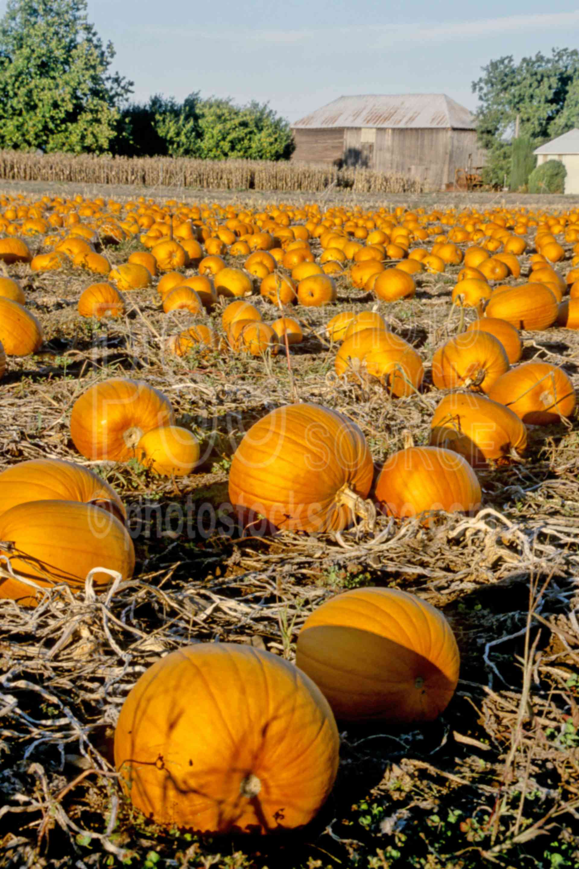 Pumpkin Field,pumpkin,field,agriculture