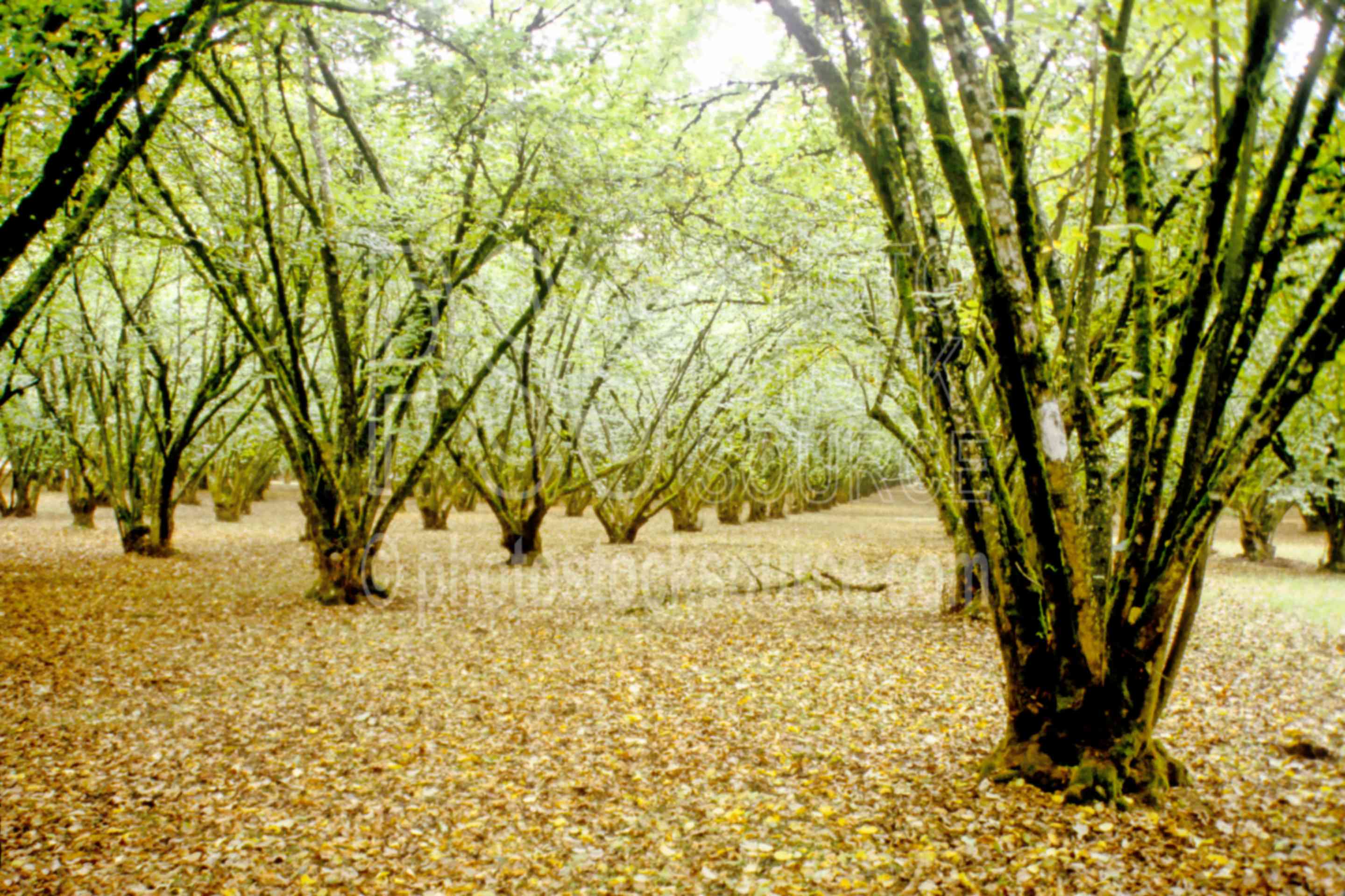 Doris Ranch Filberts,filbert,nut,nuts,orchard,hazelnuts,farm,dorris ranch