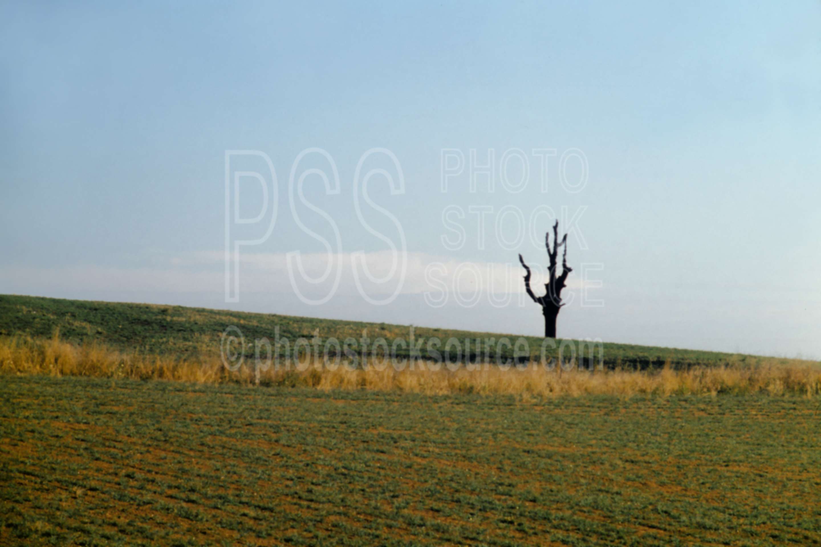 Lone Tree,field,usas