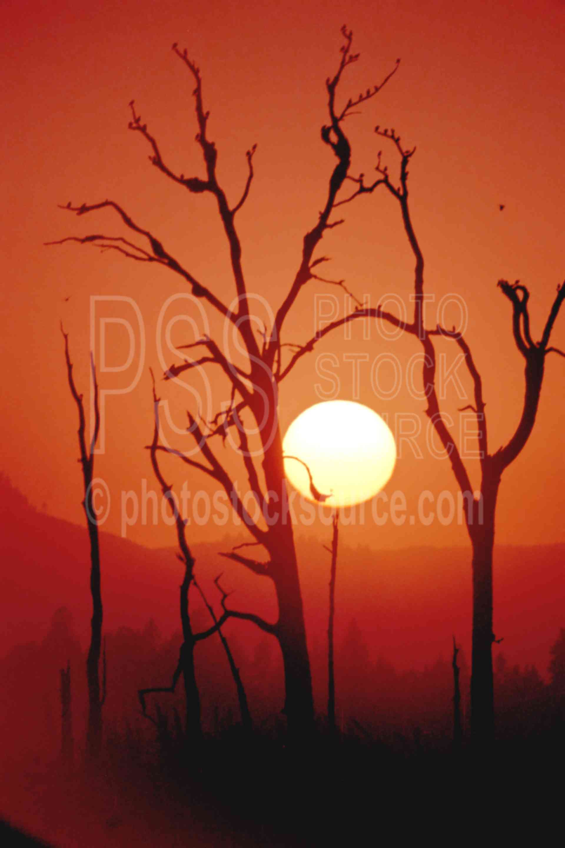 Blackbirds at Sunset,blackbird,silhouette,snag,sunset,tree,usas