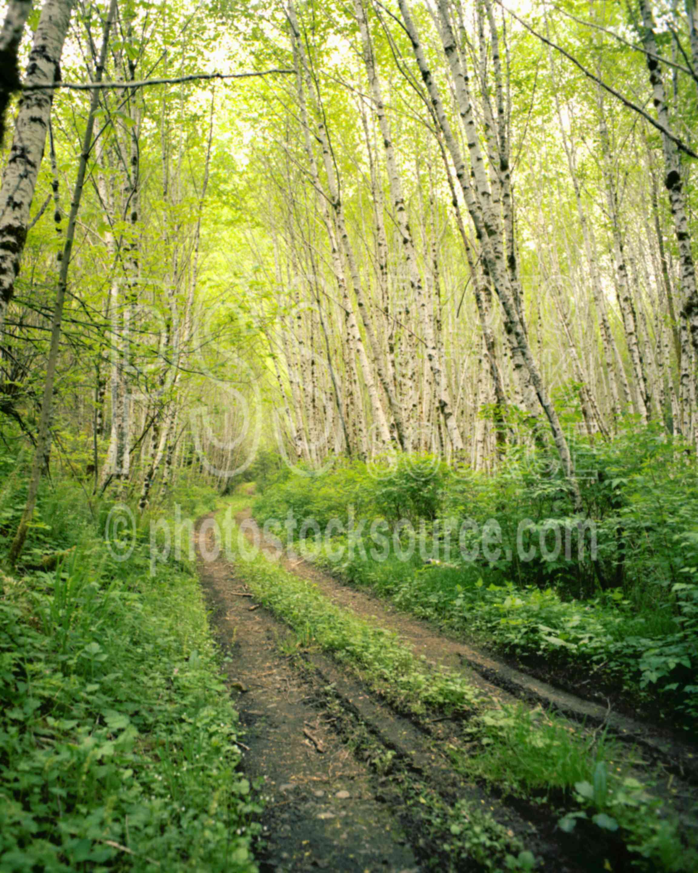 Forest Road,road,logging road,oregon forests