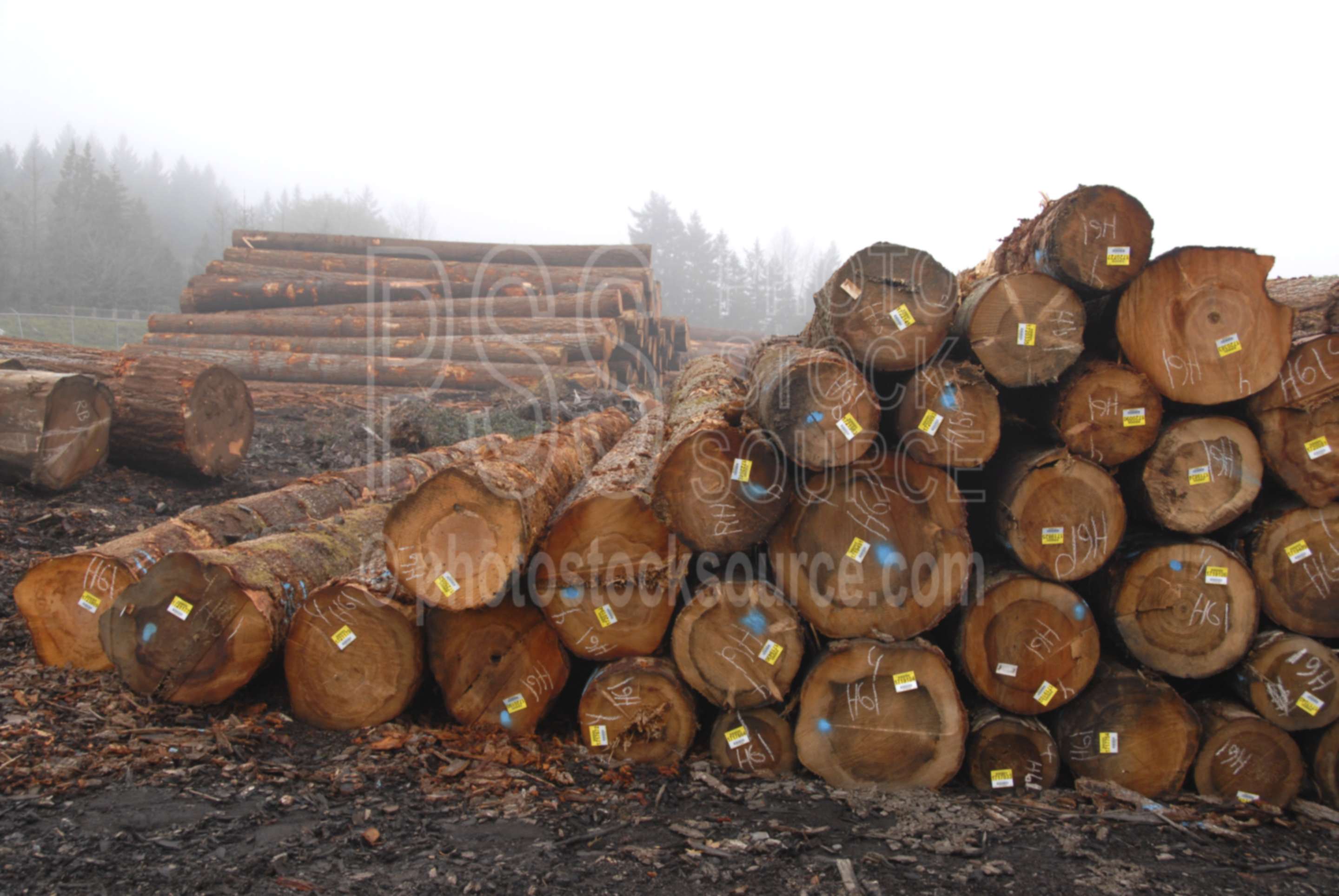 Logs in Fog,log,logs,logging,pile,cut,cutting,harvest,harvested,fog