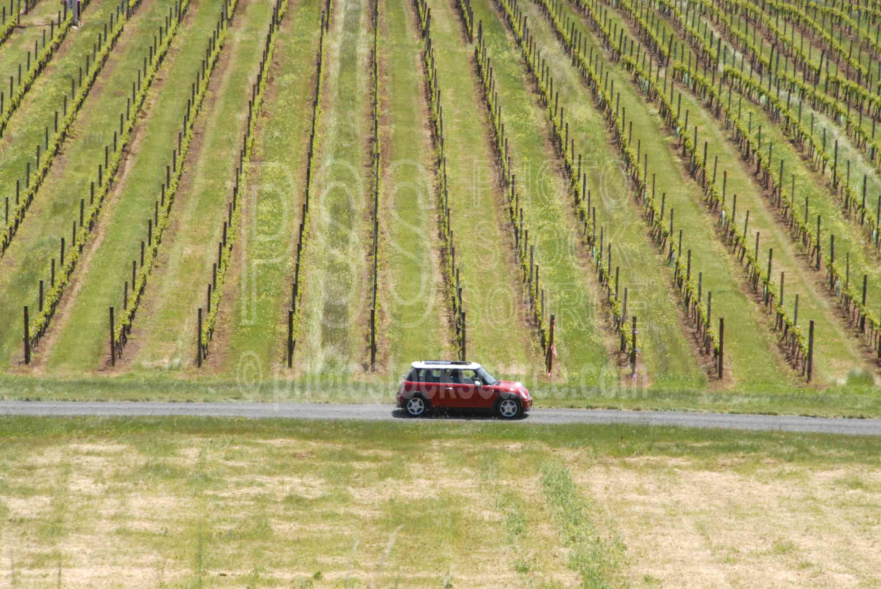 Iris Hill Winery,vines,vineyard,car,mini cooper,sports car,country drive,automobile,automobiles