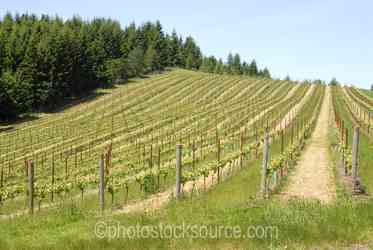 Oregon Wineries gallery