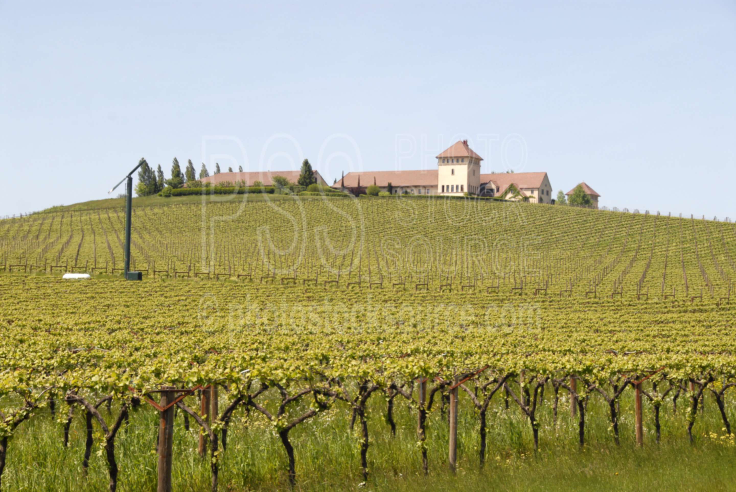 King Estate Winery,vines,vineyard,vineyards,wine,agriculture