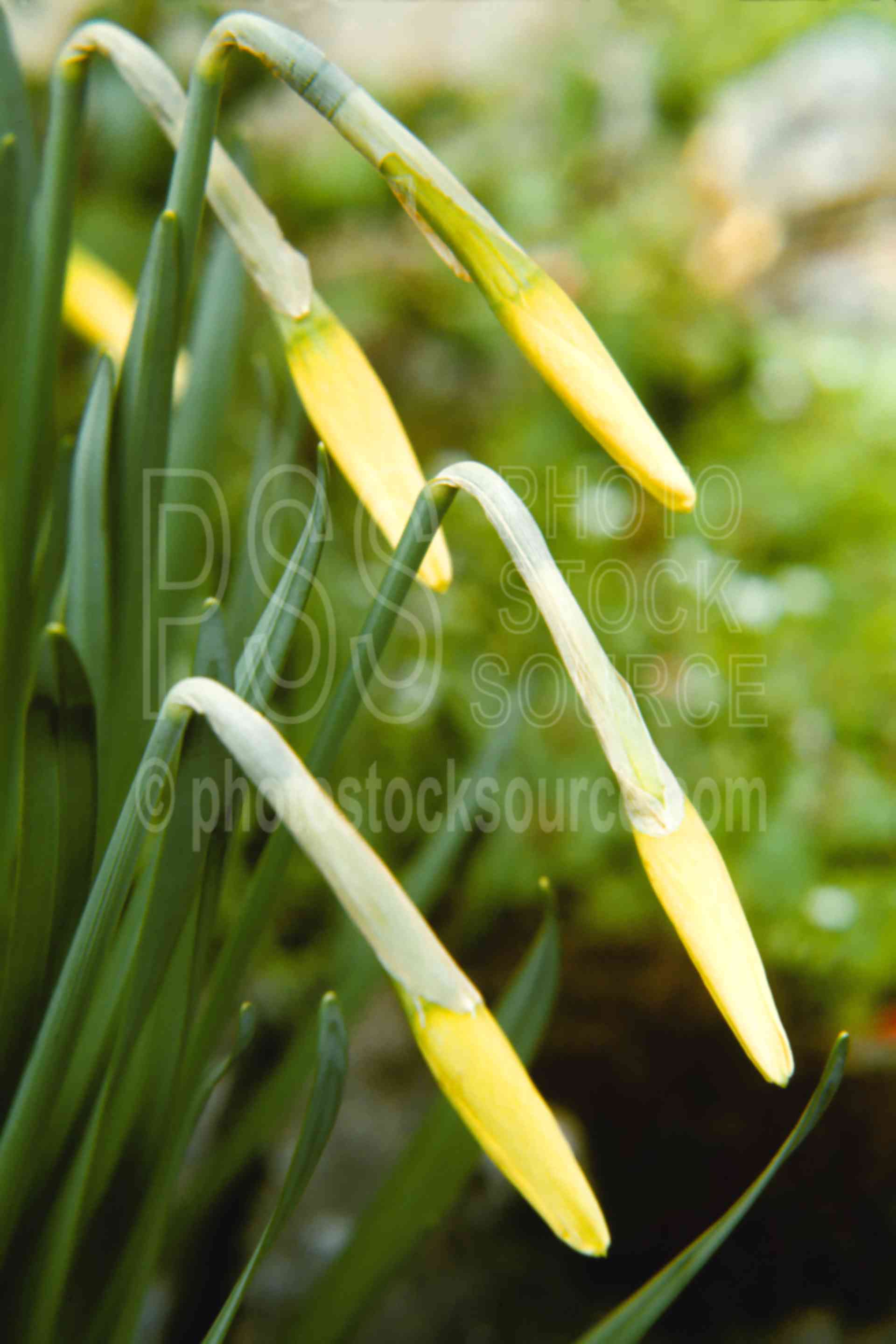 Budding Daffodils,buds,daffodil,flower,yellow,spring,plants