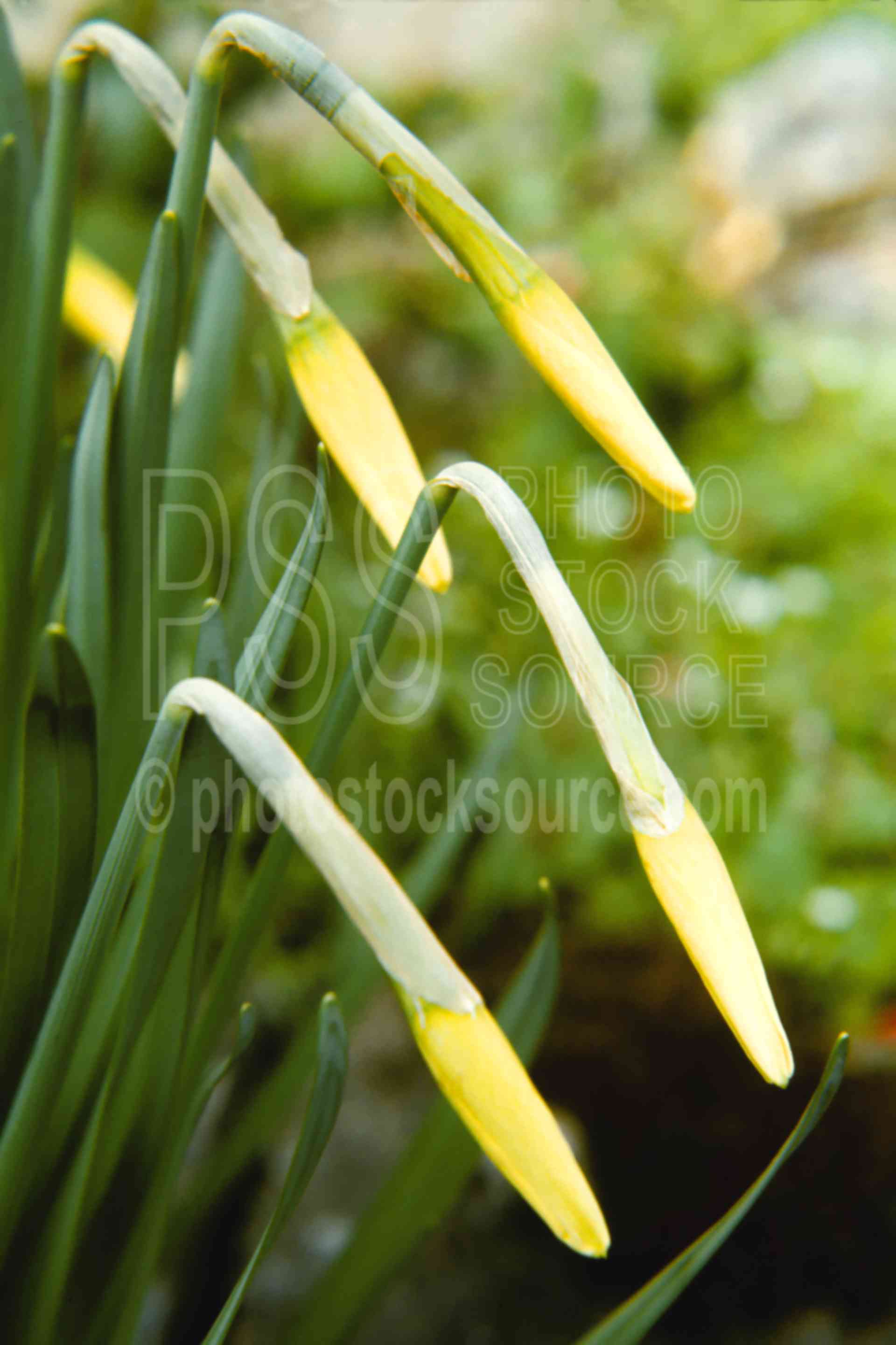 Budding Daffodils,buds,daffodil,flower,yellow,spring,plants