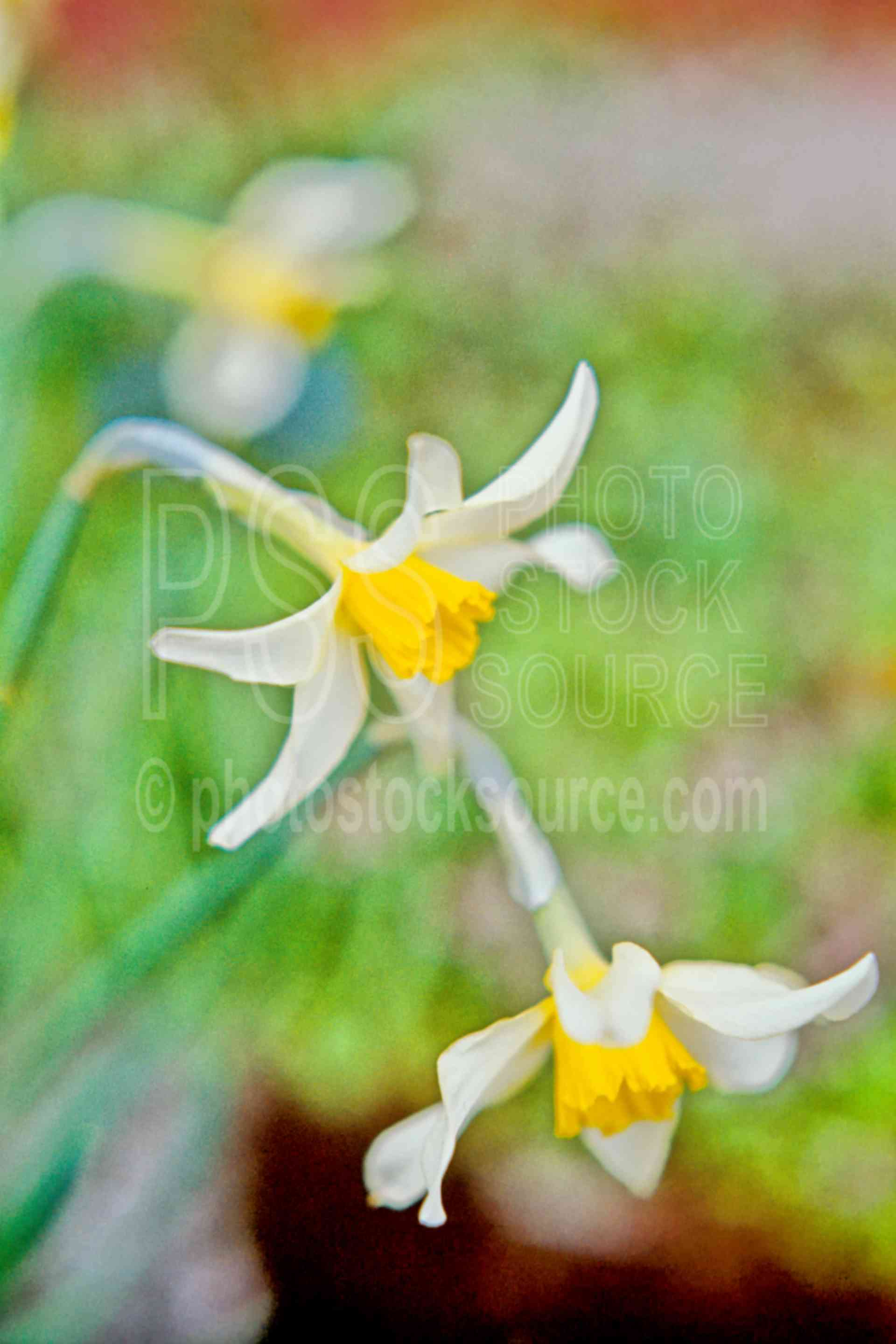 Daffodils,plant,garden,spring,plants,flowers