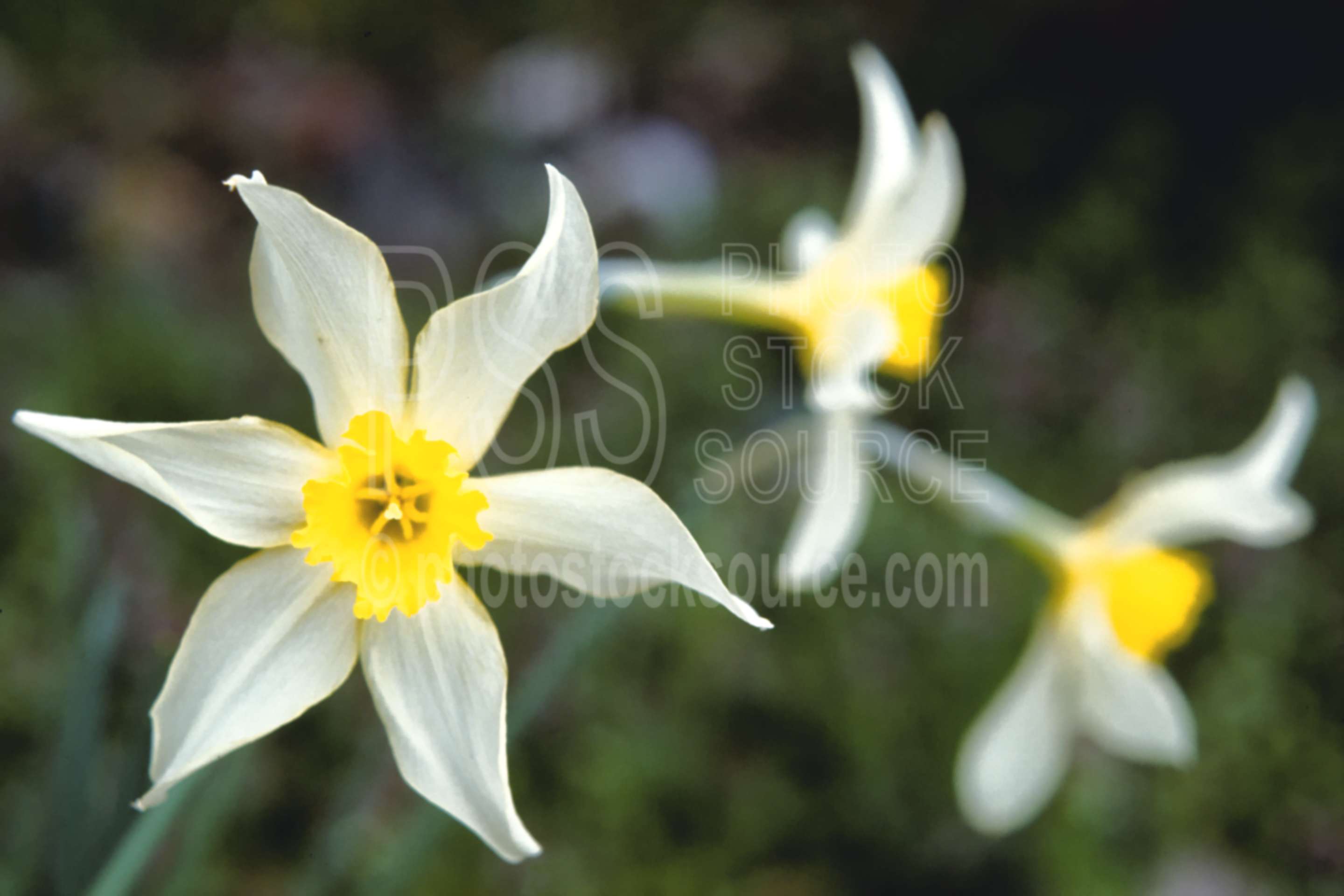 Daffodils Blooming,bloom,daffodil,flower,garden,spring,plants