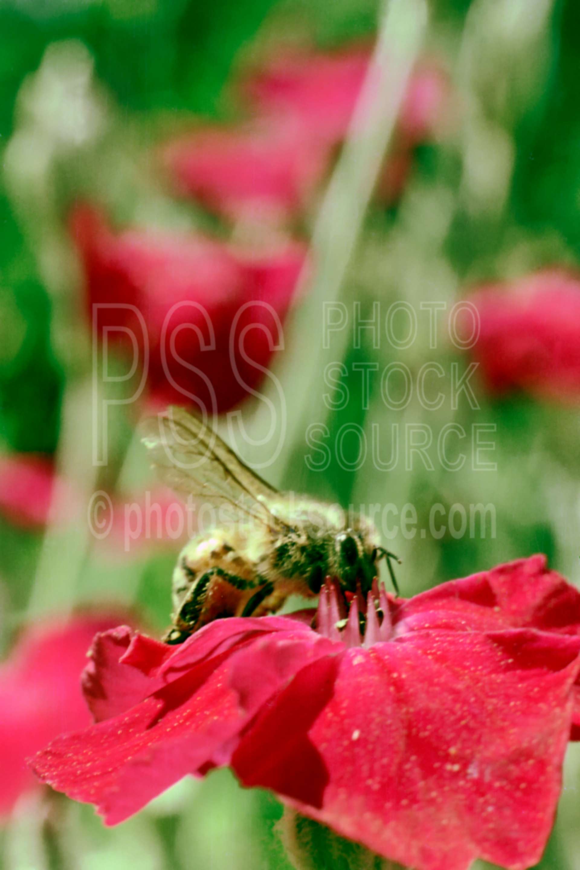 Bee on Flower,bees,honey bee,mullen pink,plant,spring,plants,flowers