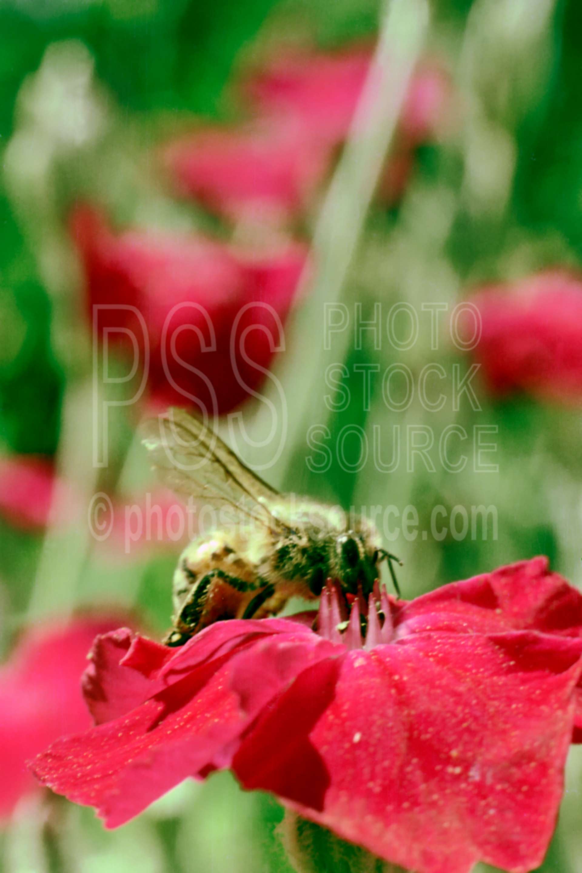 Bee on Flower,bees,honey bee,mullen pink,plant,spring,plants,flowers