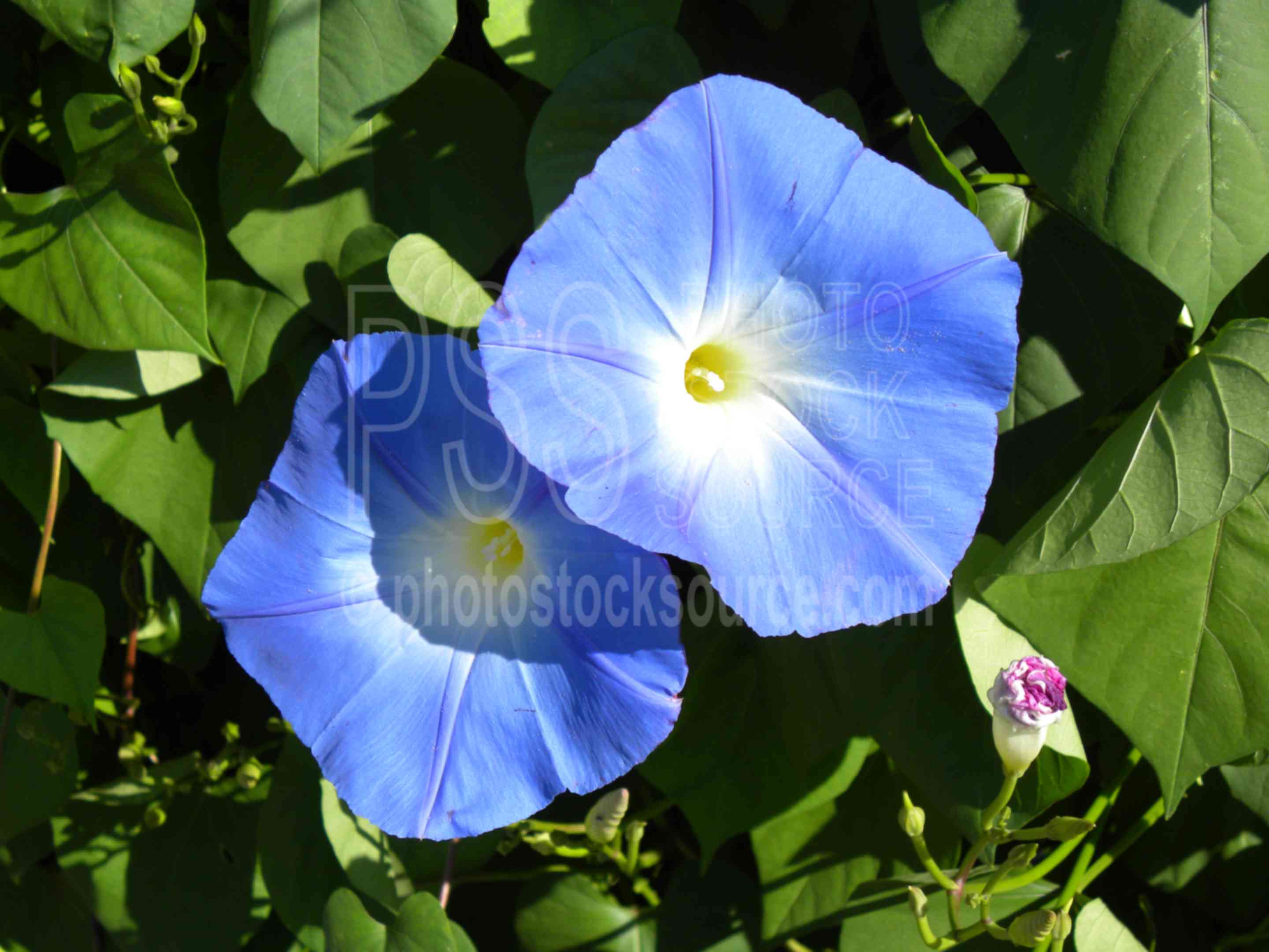Morning Glories,plant,flower,blue,domestic flowers,garden,plants