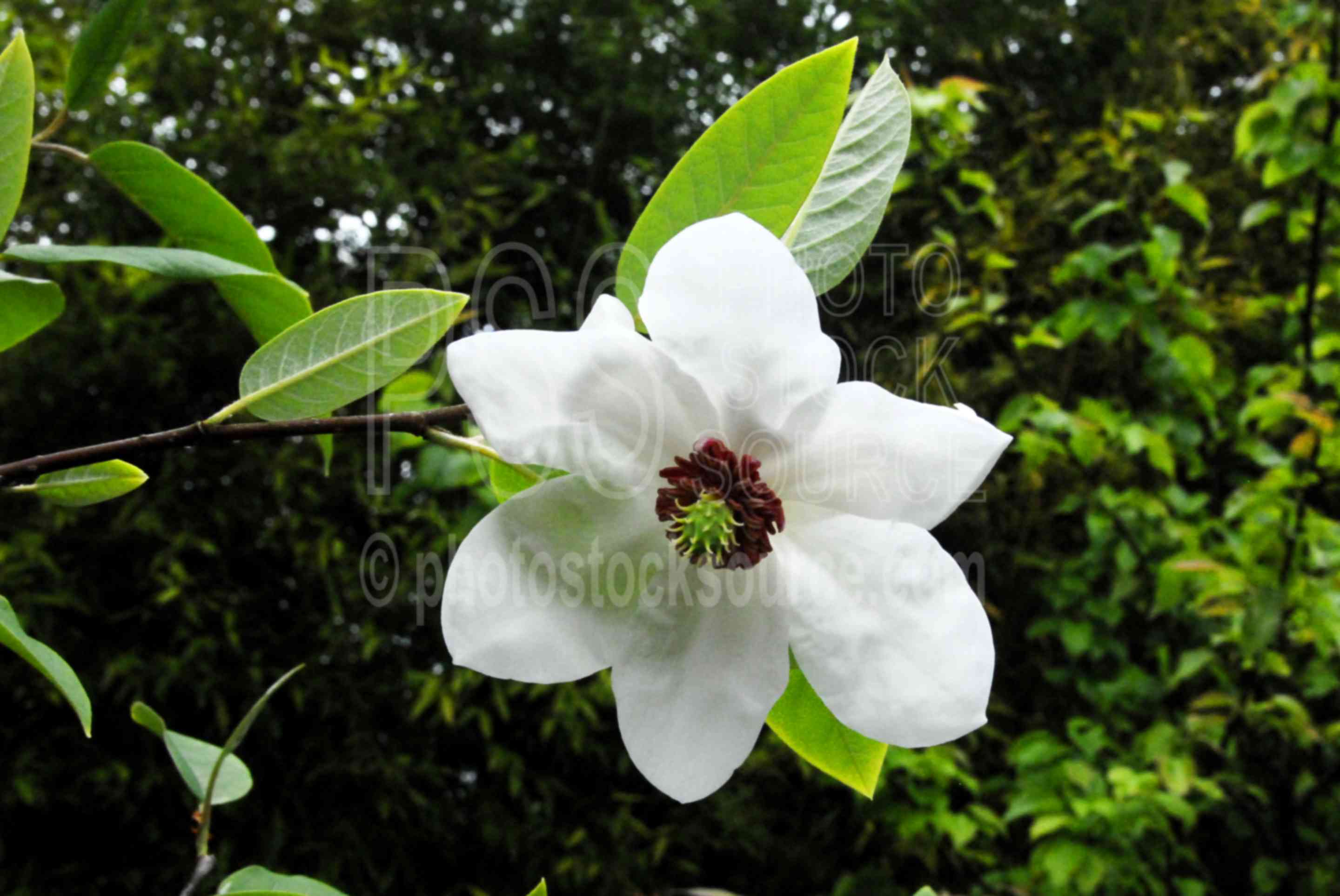 Magnolia (magnolia wilsoni),magnolia