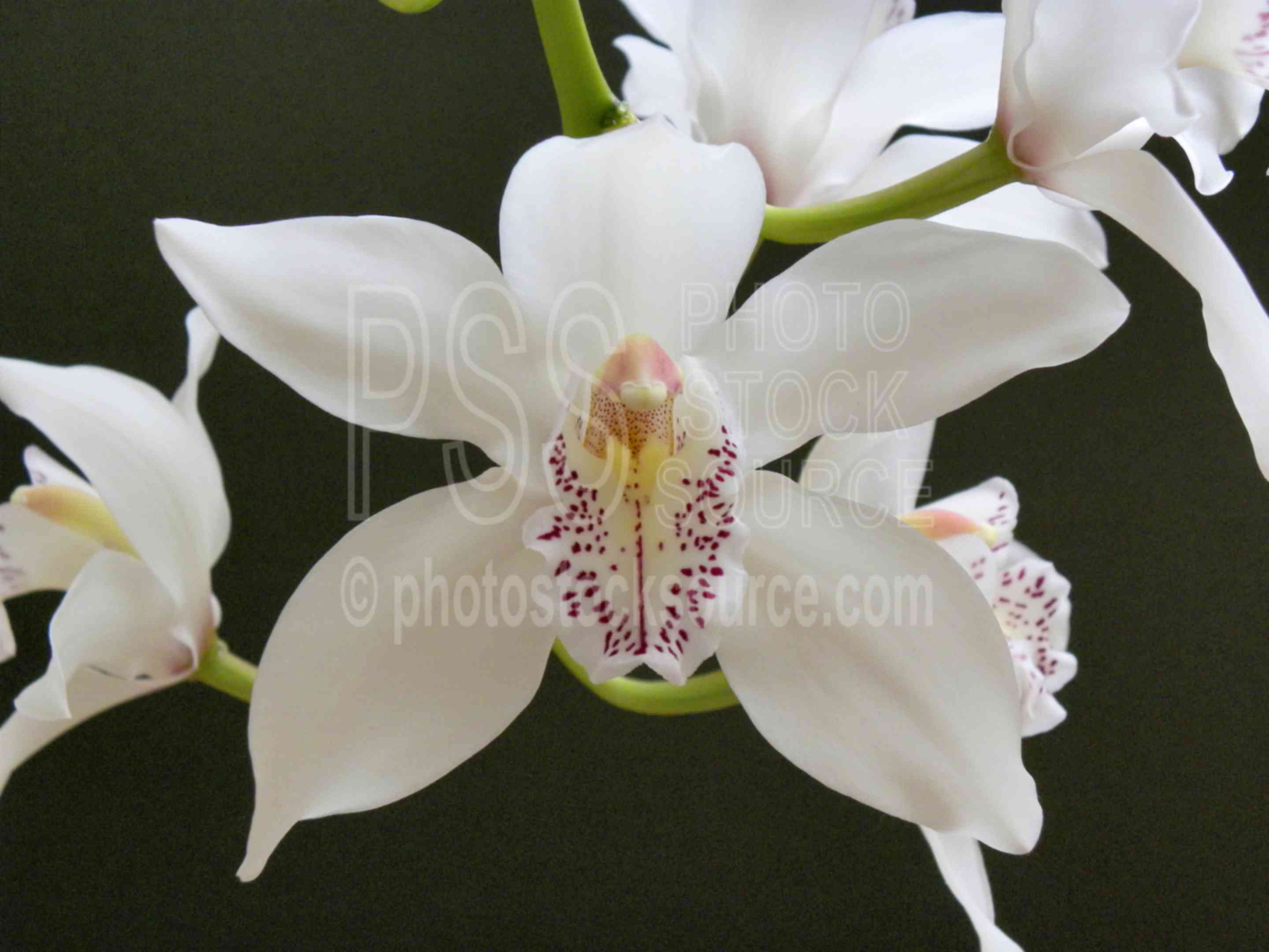 White Orchid,tropical,orchid,flowers,plants