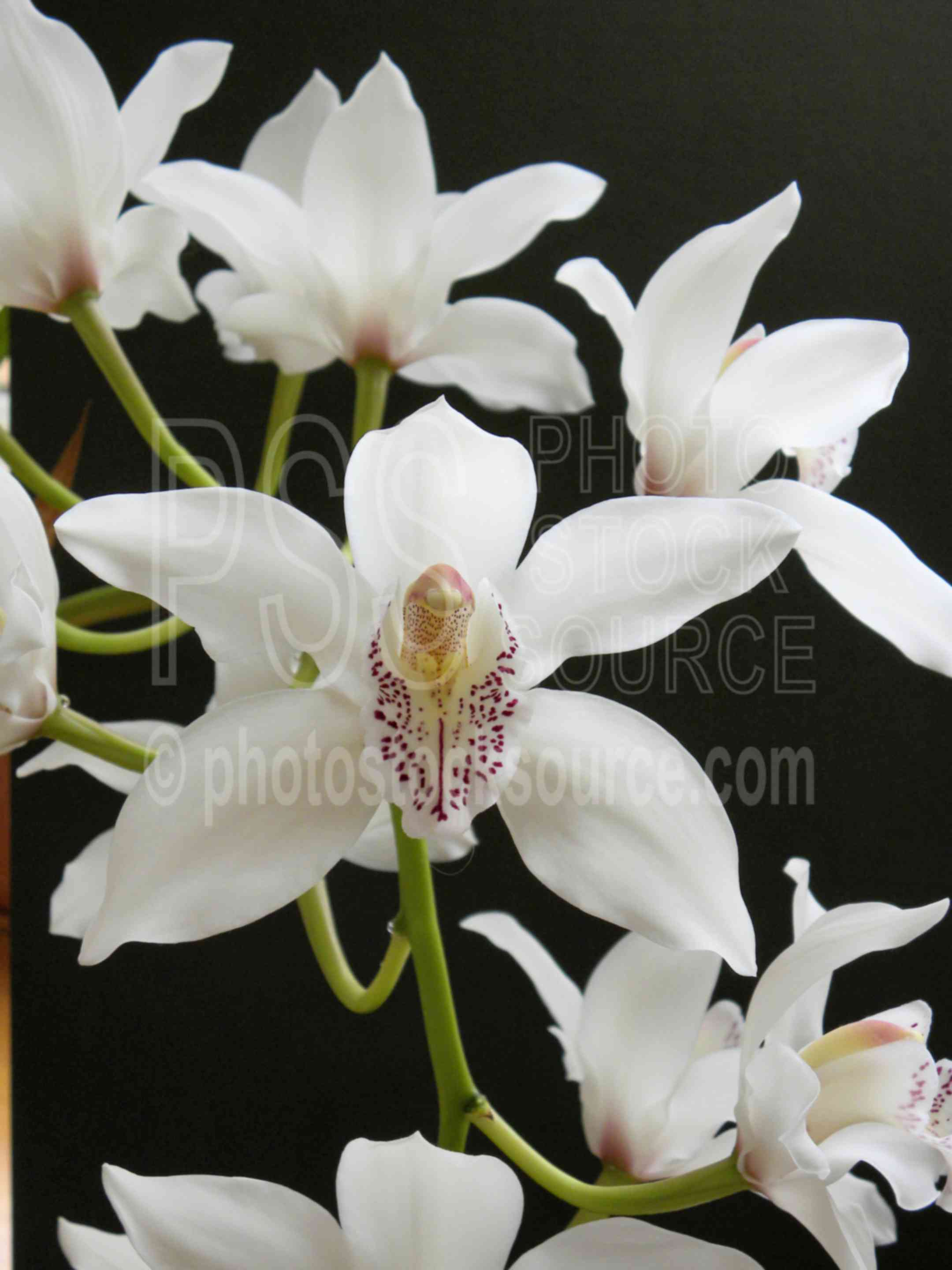 White Orchid,tropical,orchid,flowers,plants