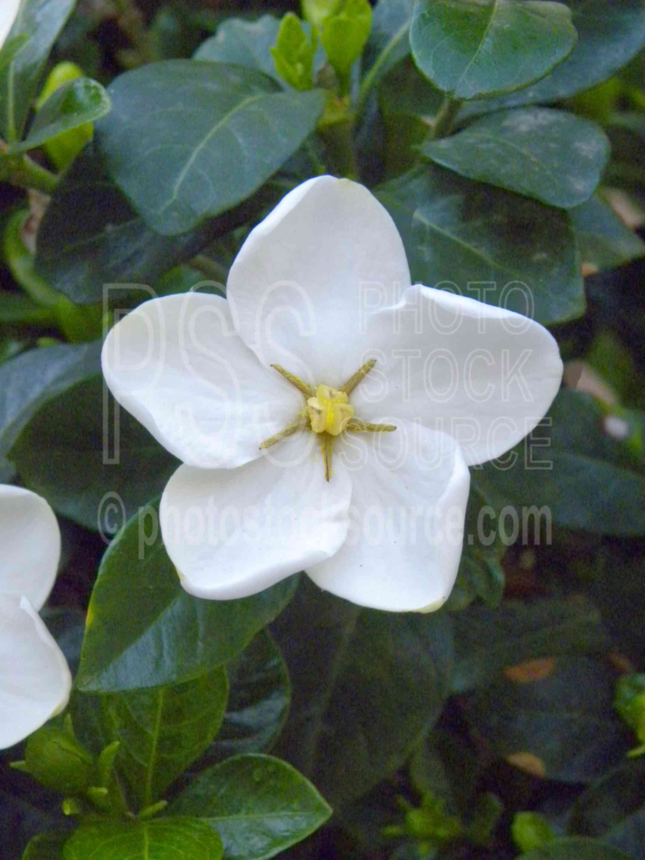 Gardenia Flower,tropical,flower,white,plants