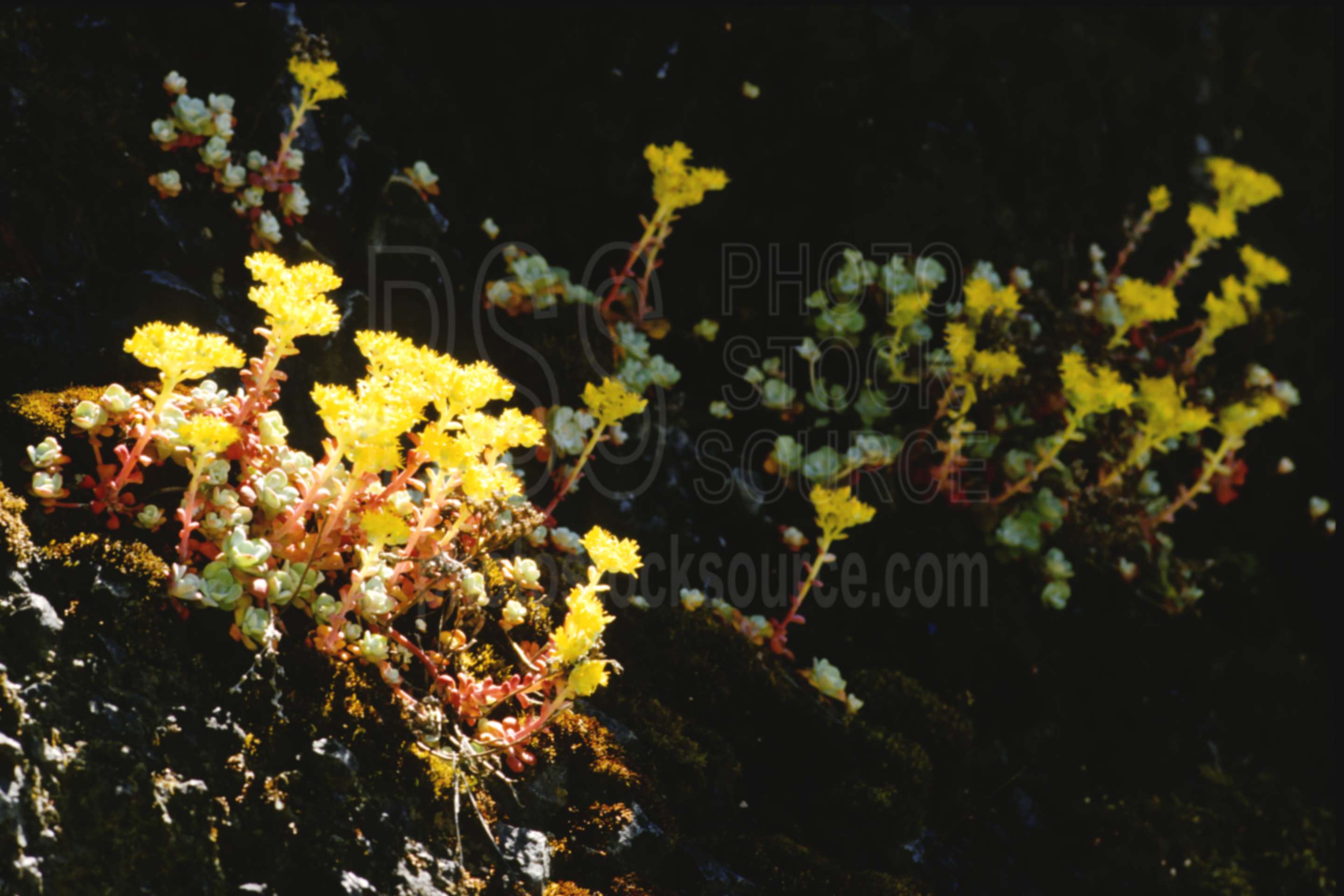 Oregon Stonecrop,sedum oreganum,stonecrop,usas,plants,flowers